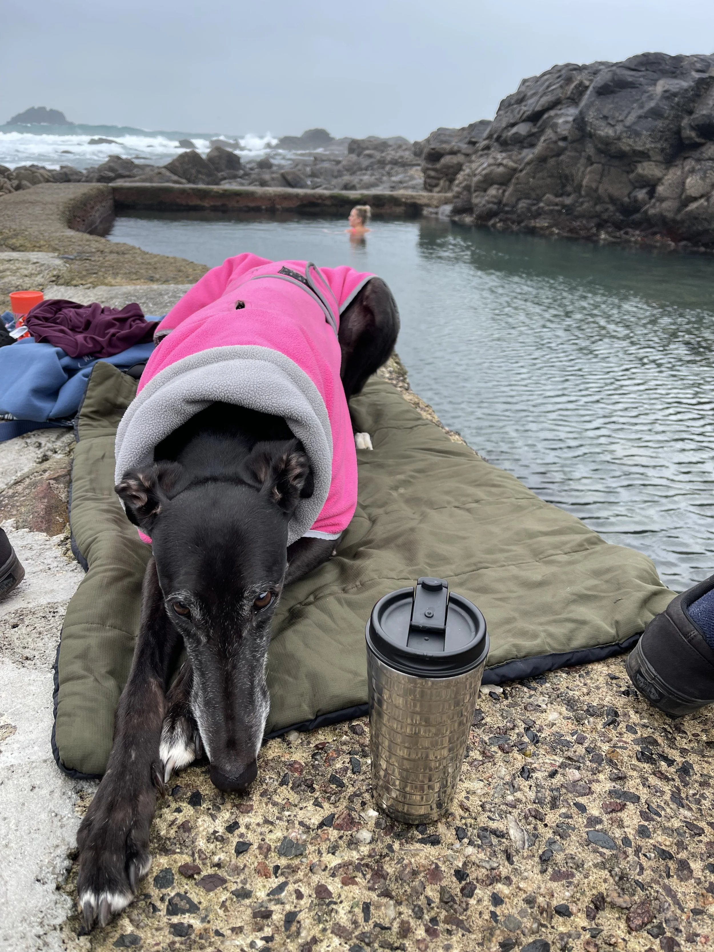 Greyhound on blanket by tidal pool