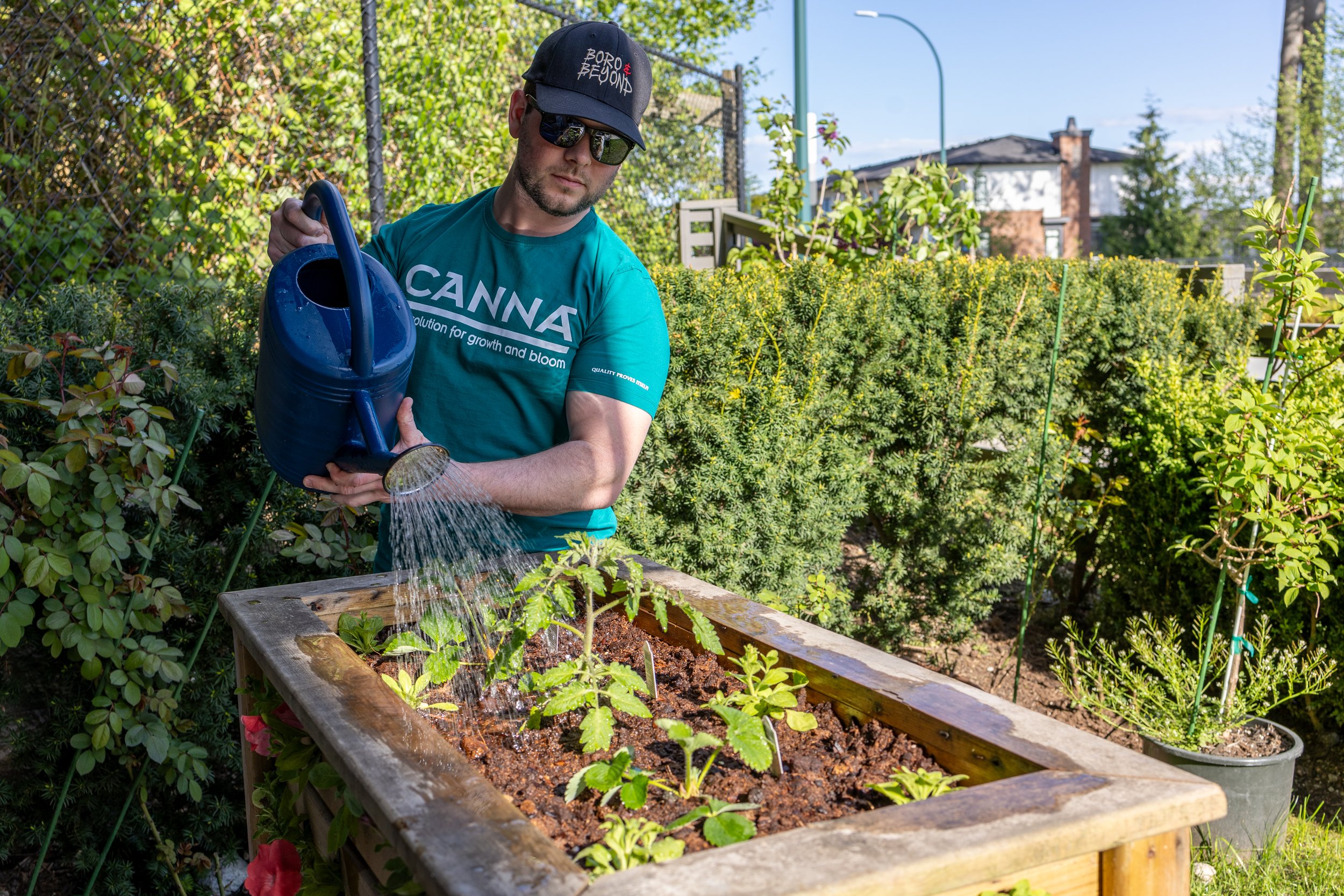 Jeff waters a plant for the Canna Nutrients Collaborative Project
