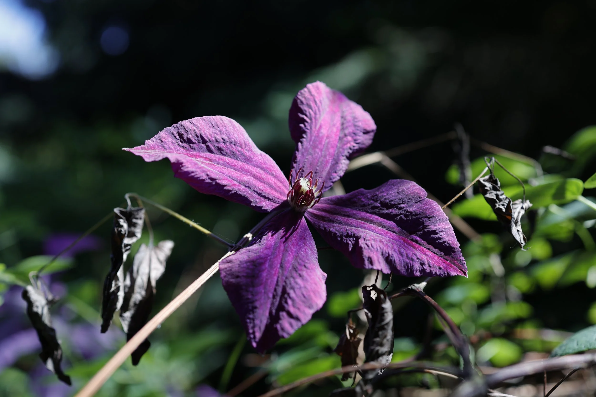 Clematis flower