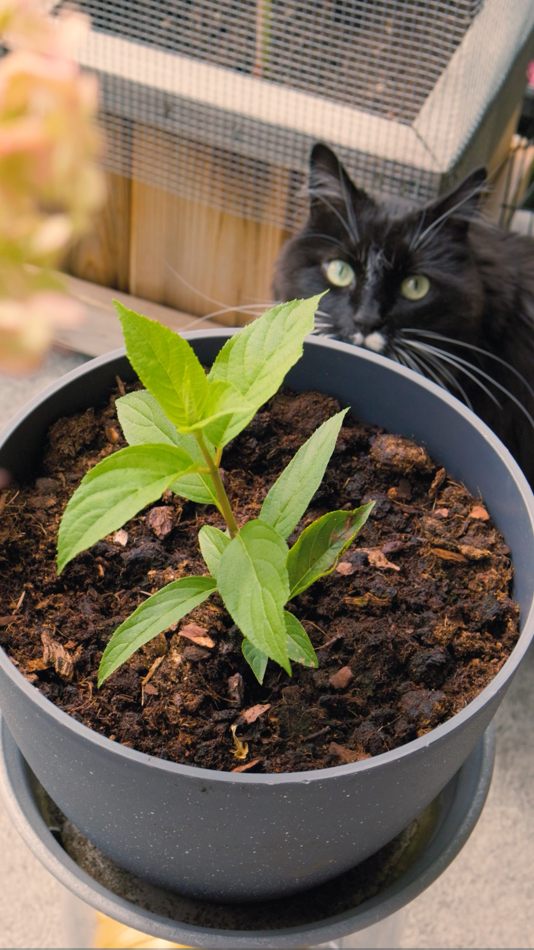 Hydrangea Transplant Video with Canna Soil