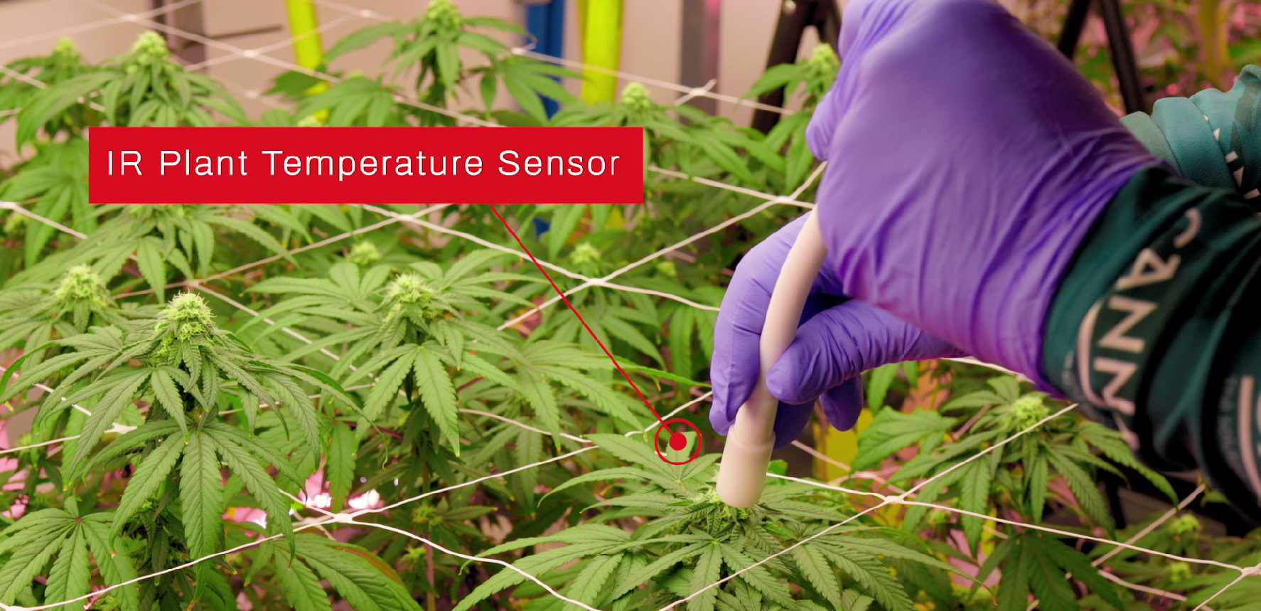 Case Study with Aranet Sensors and Stratus Designs - Horticulture Control Systems