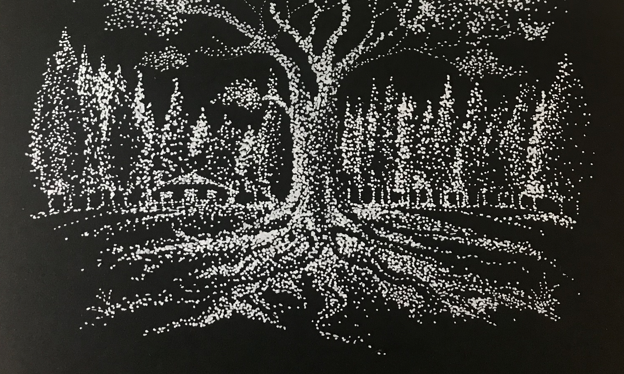 arvore branca_humbertoCP3.png