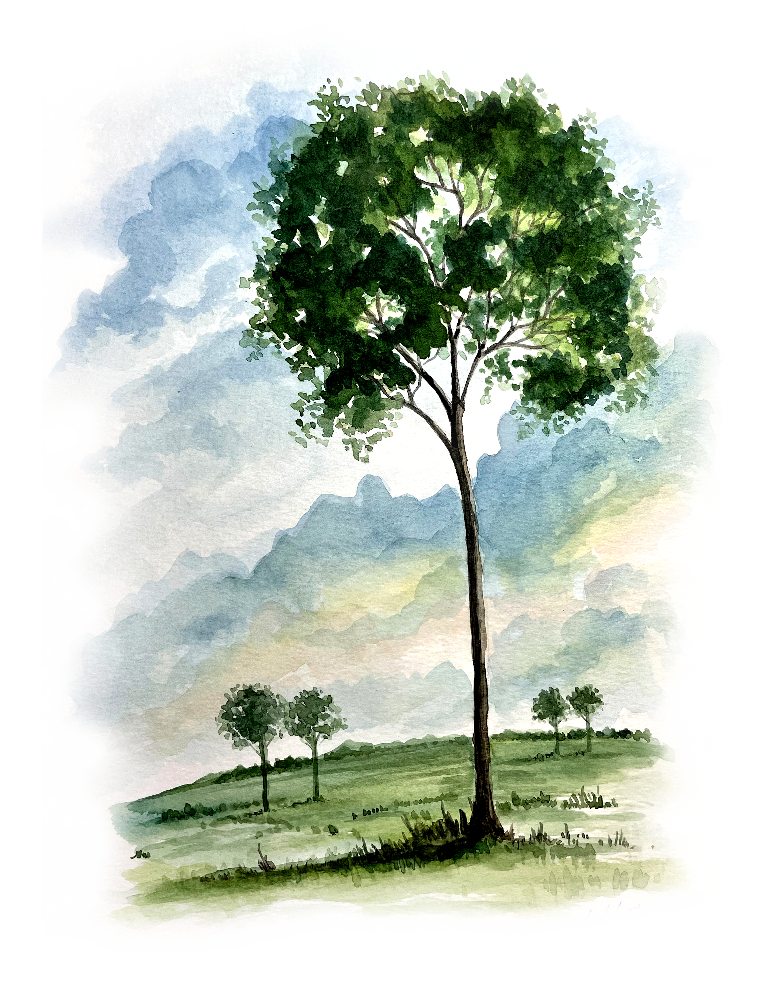 Árvore grande com folhas verdes em um campo, com nuvens no céu ao fundo.