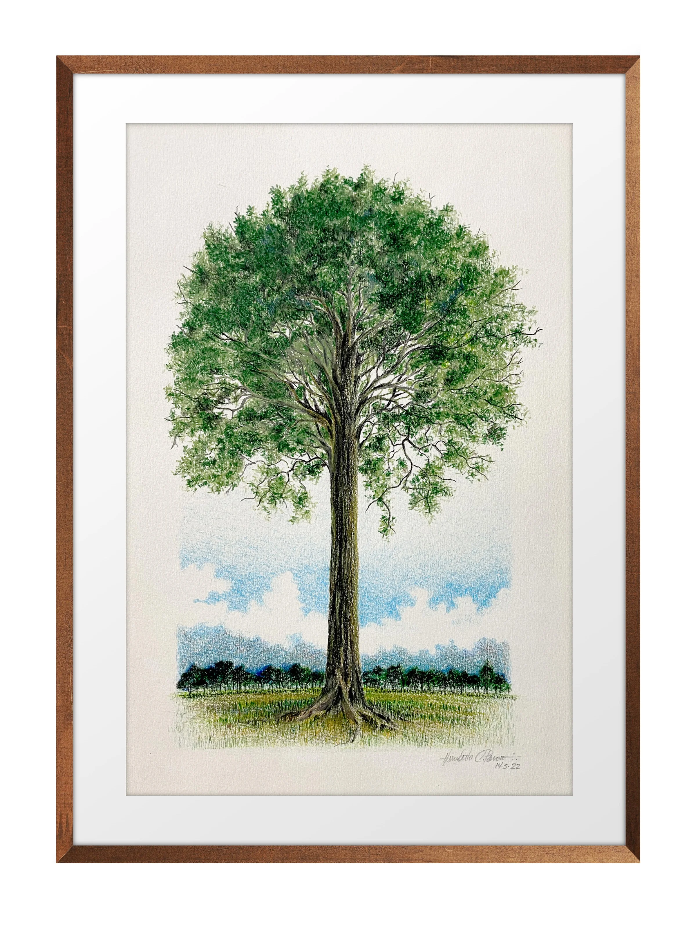 árvore a lápis HumbertoCP.jpg