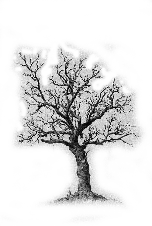 Árvore sem folhas, com galhos finos e retorcidos, em fundo claro.