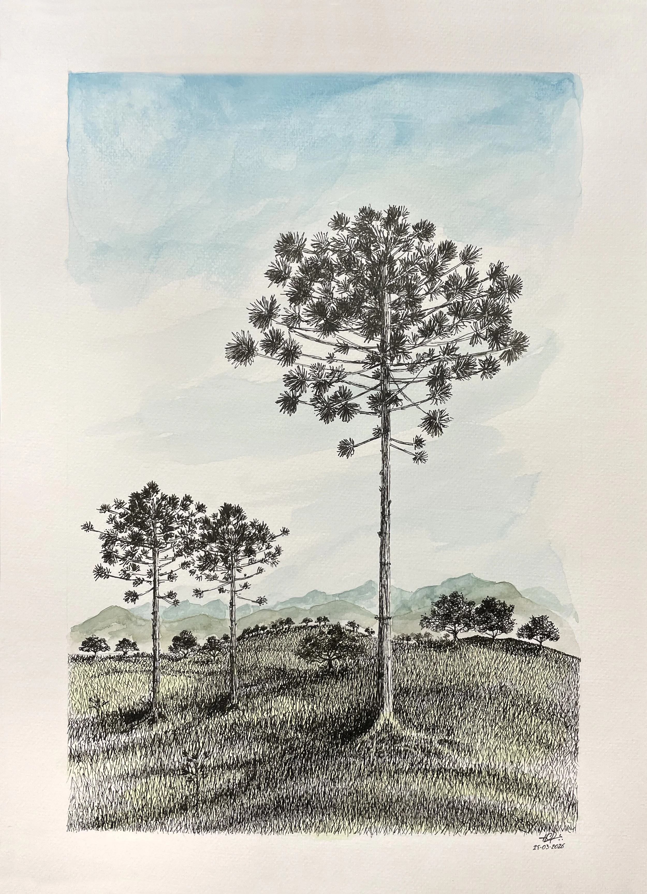 Araucárias.jpg