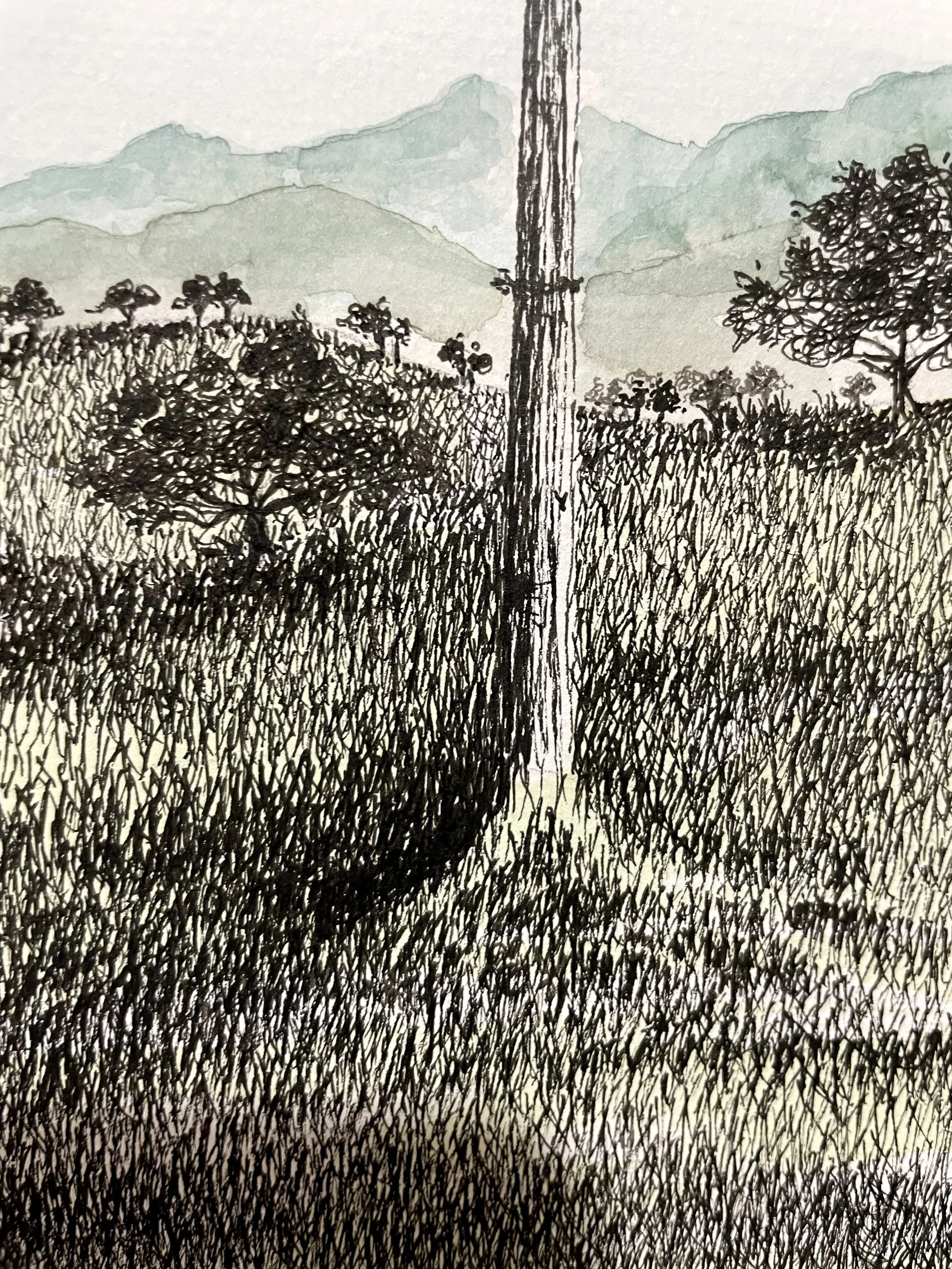 Araucárias5.jpg