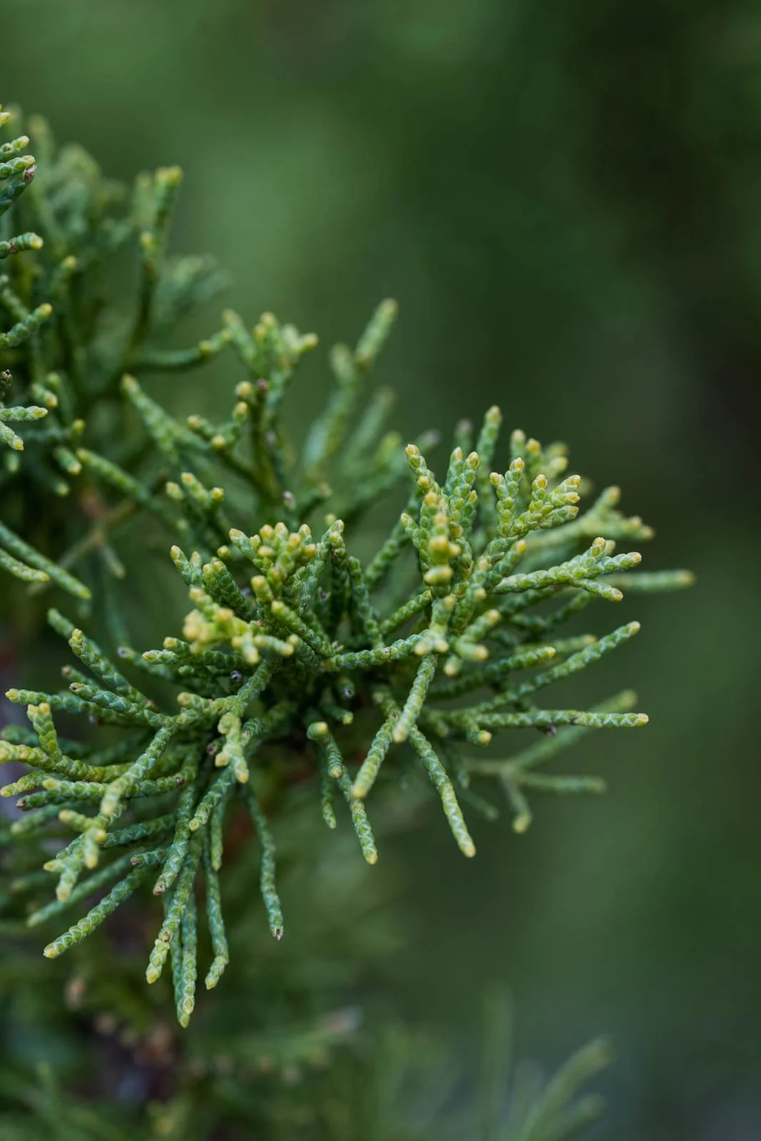 MeijerGardens-032122-134.jpg