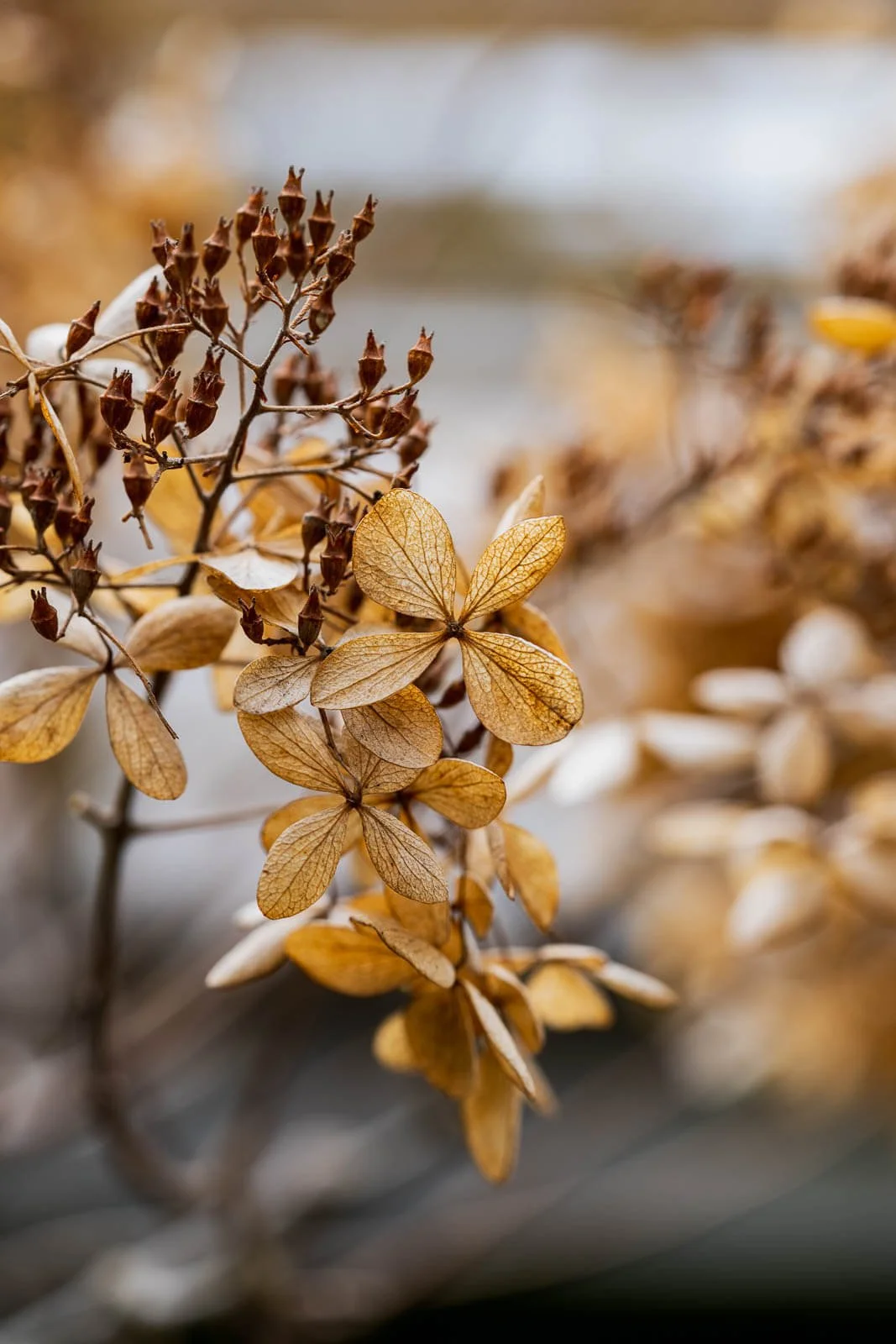 MeijerGardens-032122-199.jpg