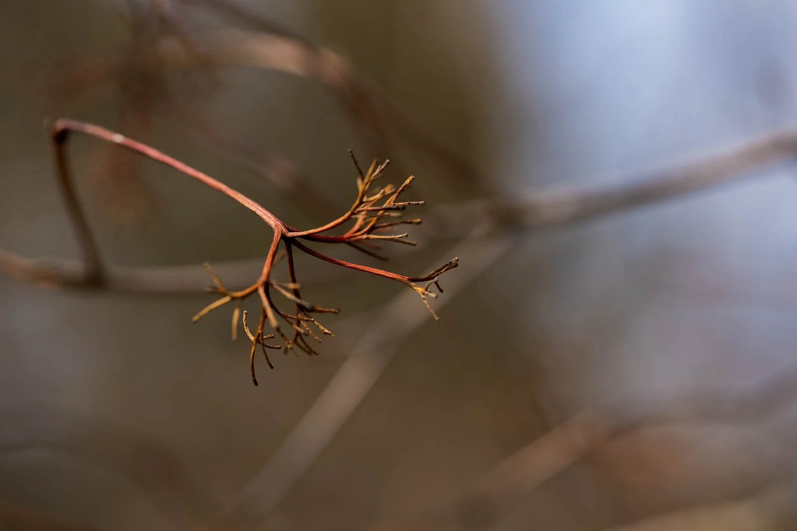 MeijerGardens-032122-249.jpg