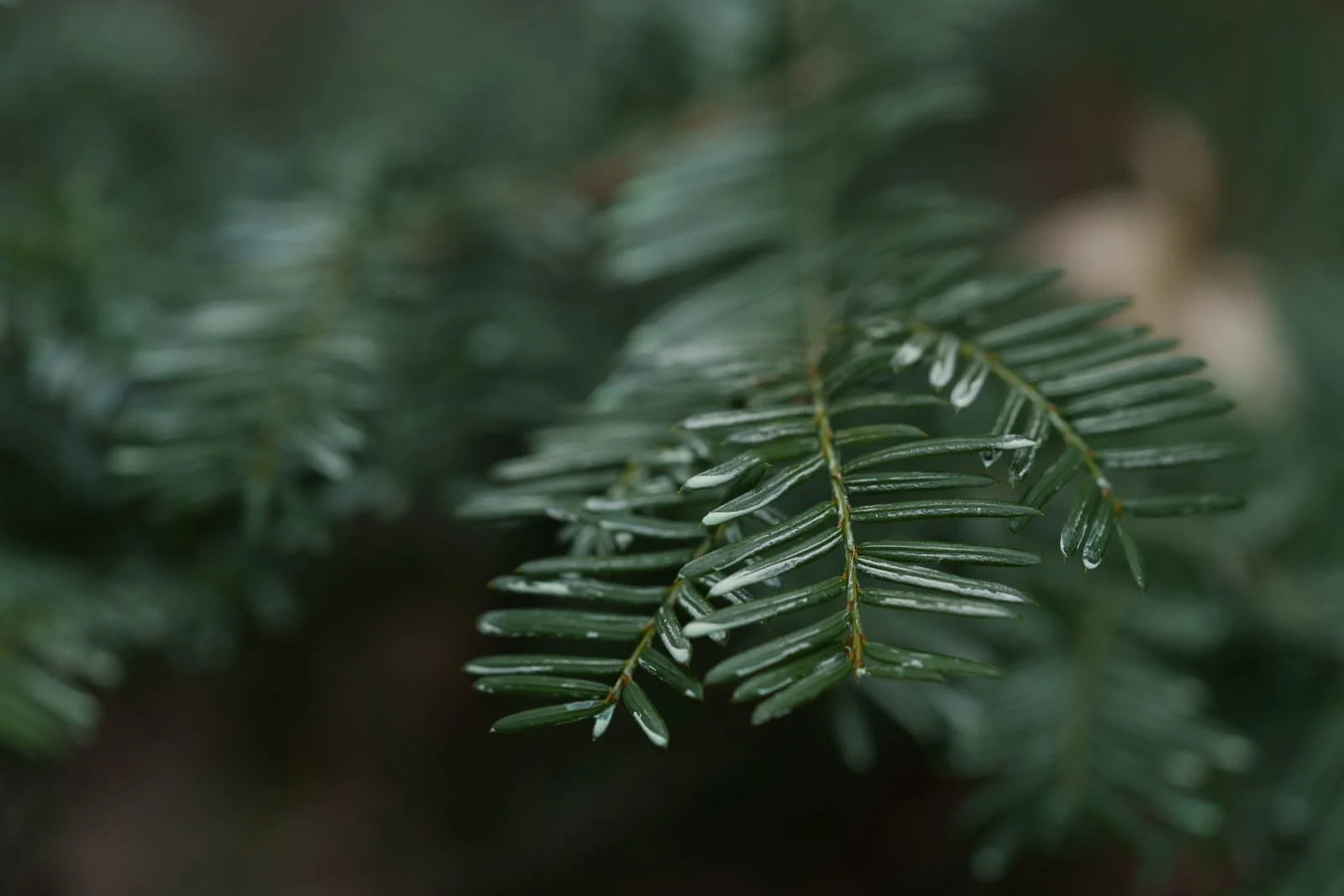 MeijerGardens-032122-170-4.jpg