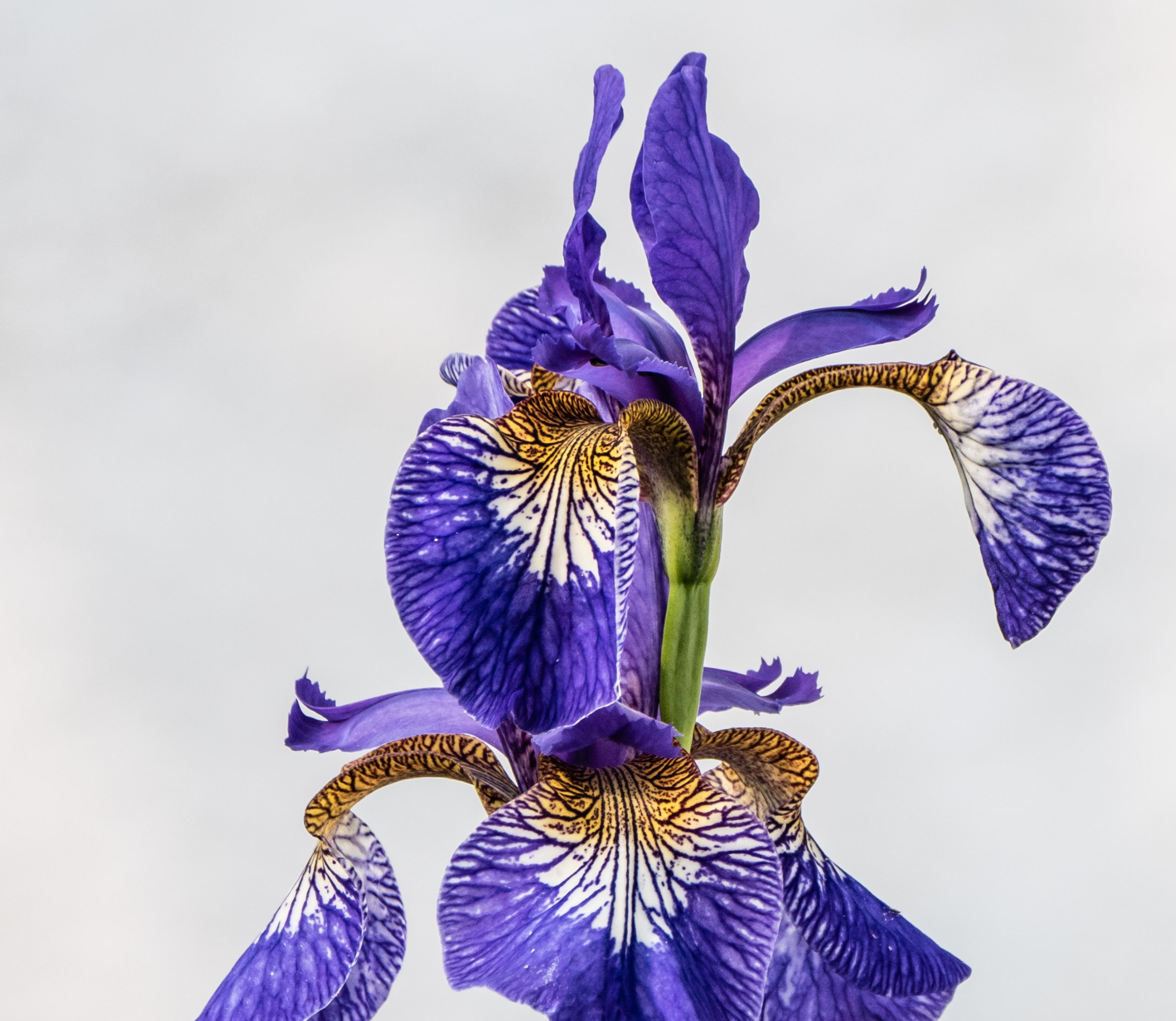 Iris flower in full bloom.