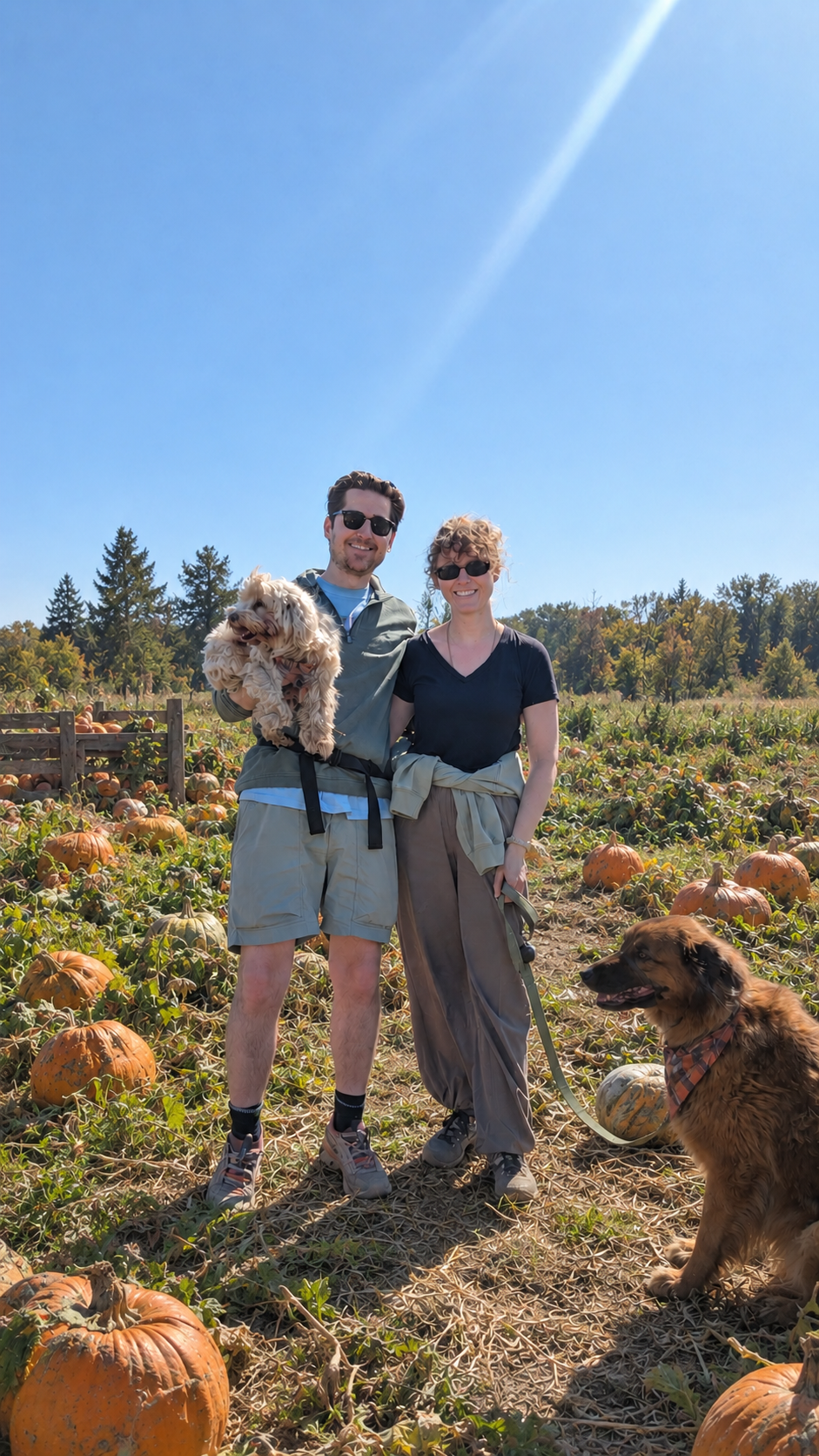A smiling young man and woman posing together in a pumpkin patch on a sunny day, with a dog in each person's arms and on the ground nearby.