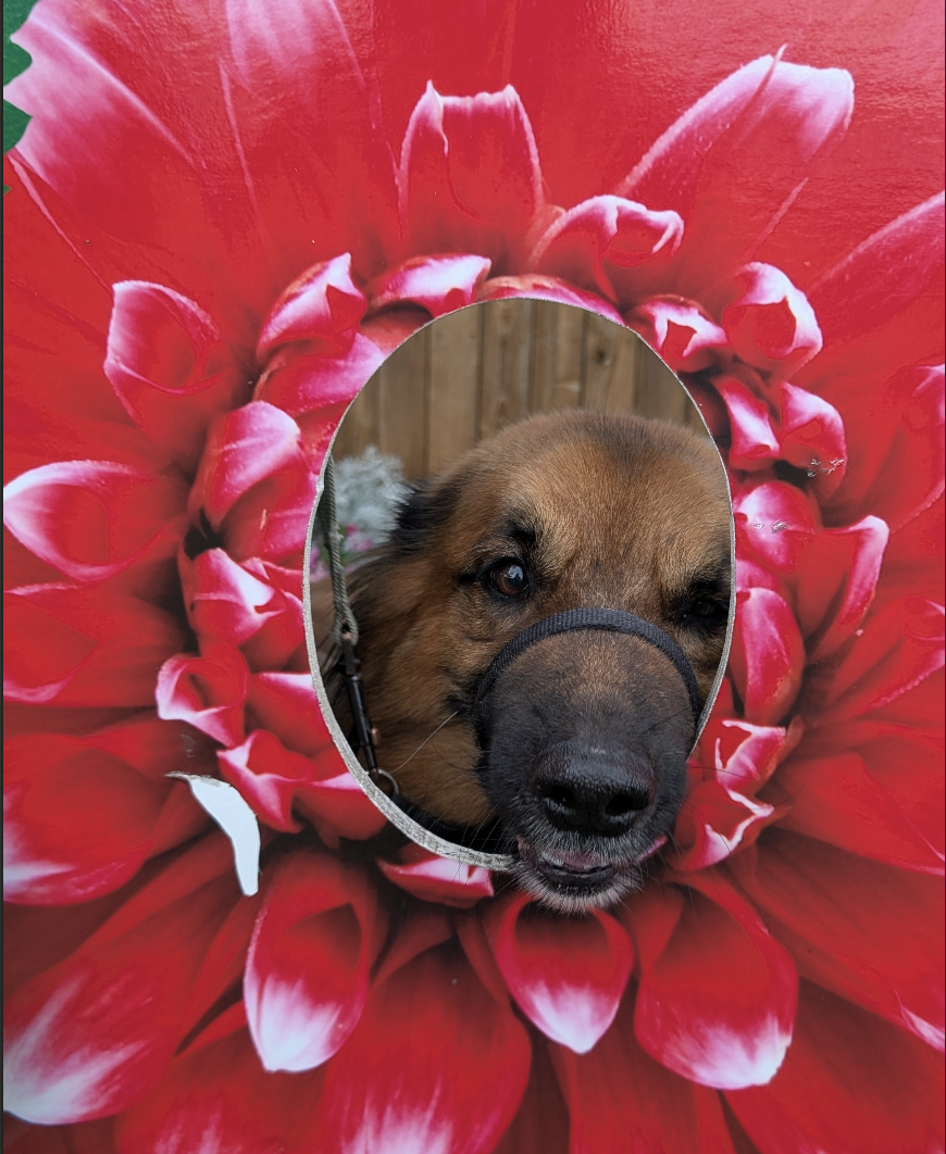 A dog peeking through a circular hole in a large flower-shaped object with red petals.