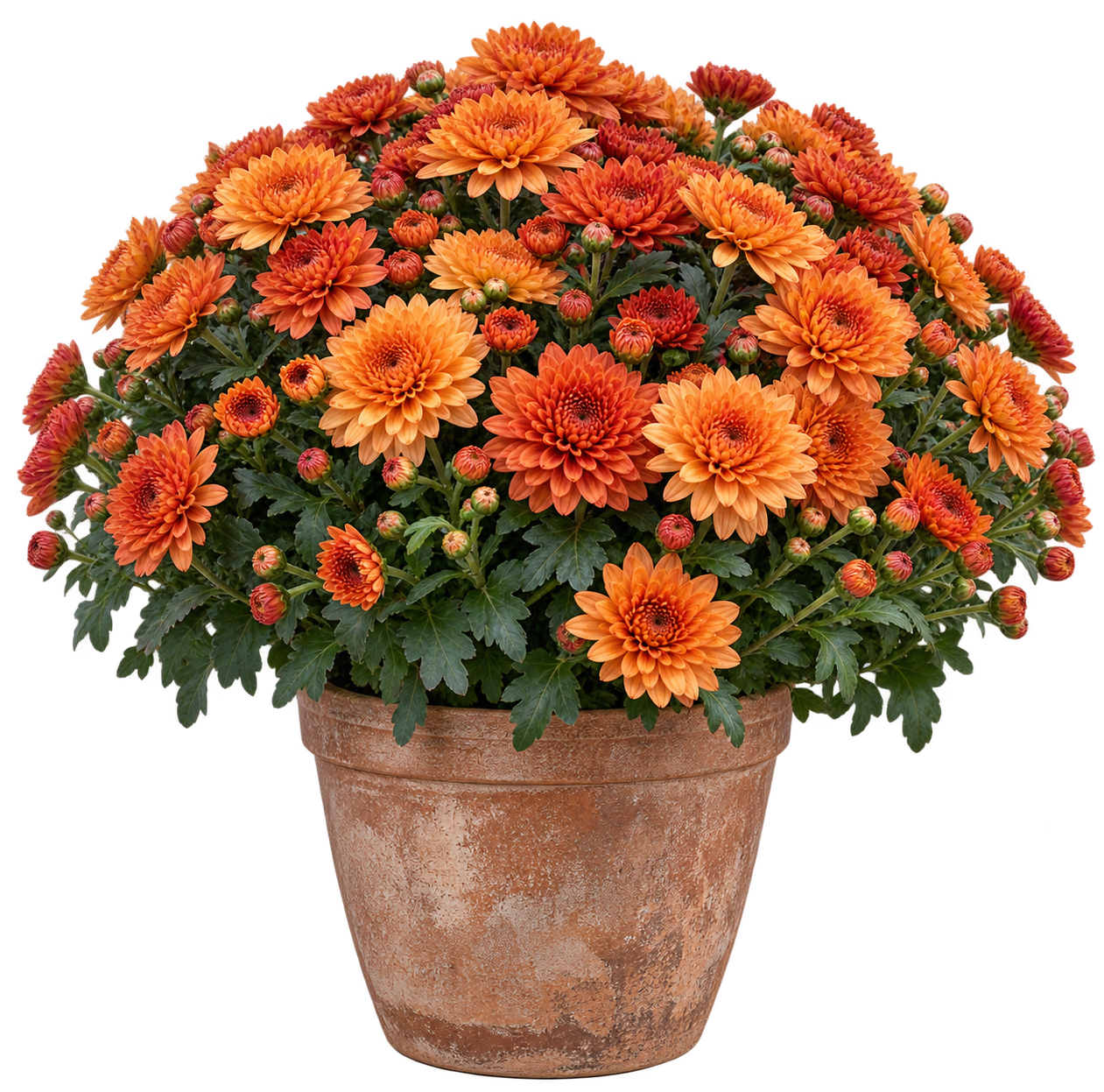 Seasonal Mums