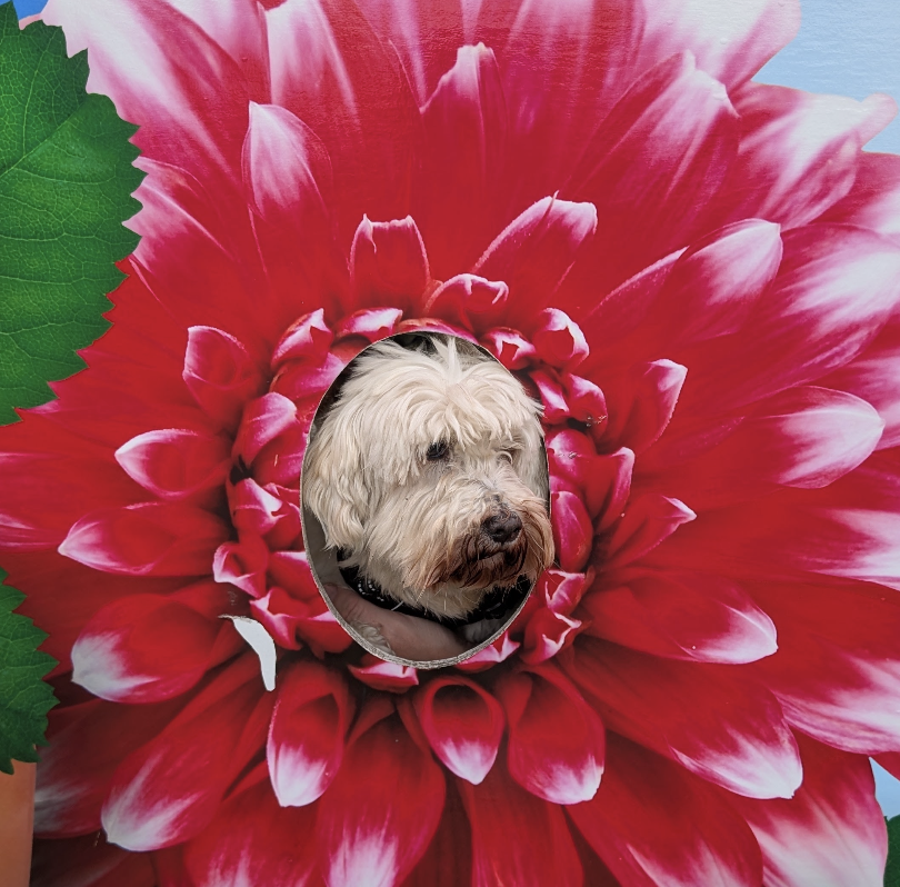 A close-up of a large pink dahlia flower with a dog’s face in the center, appearing through a circular cutout in the middle of the flower.