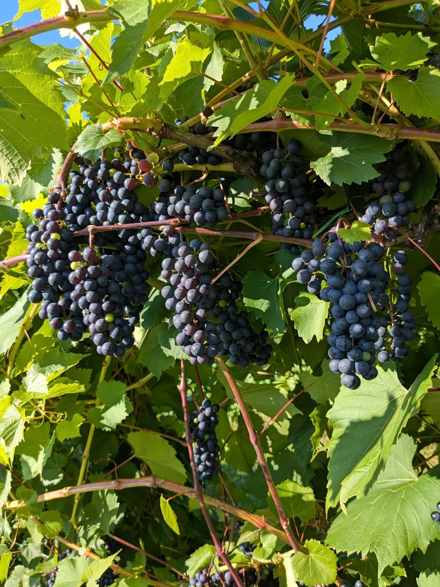 Why Does Northern Sun Grow Cold Hardy Grapes