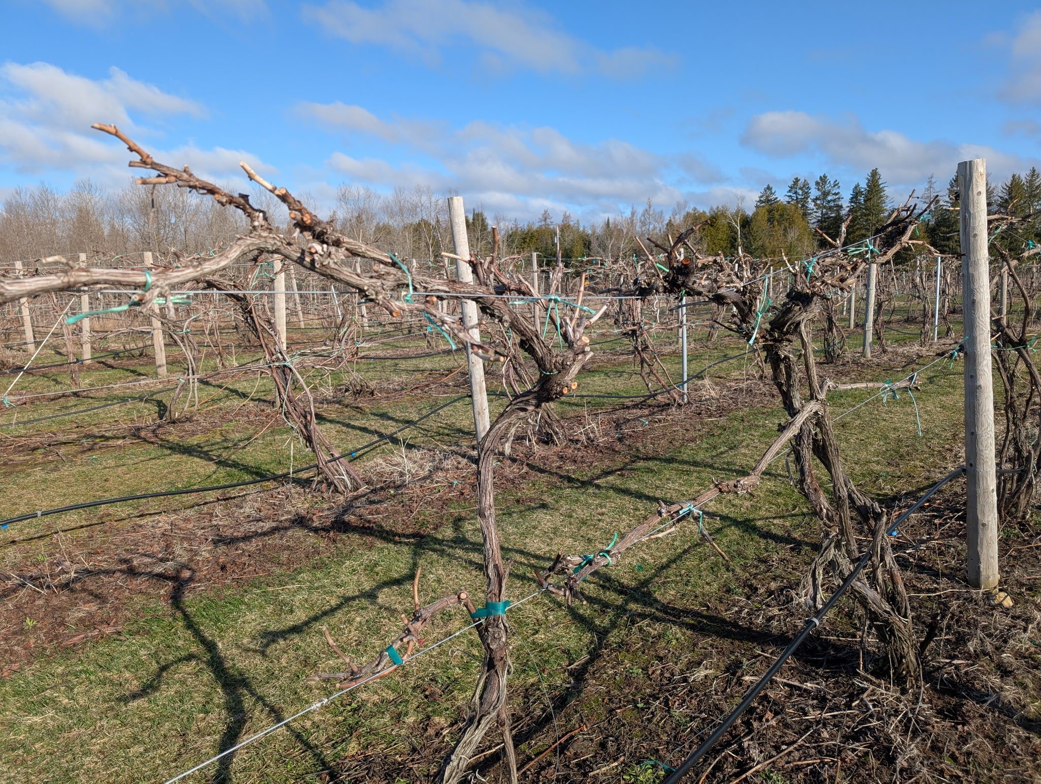 Finishing with pruning april.jpg