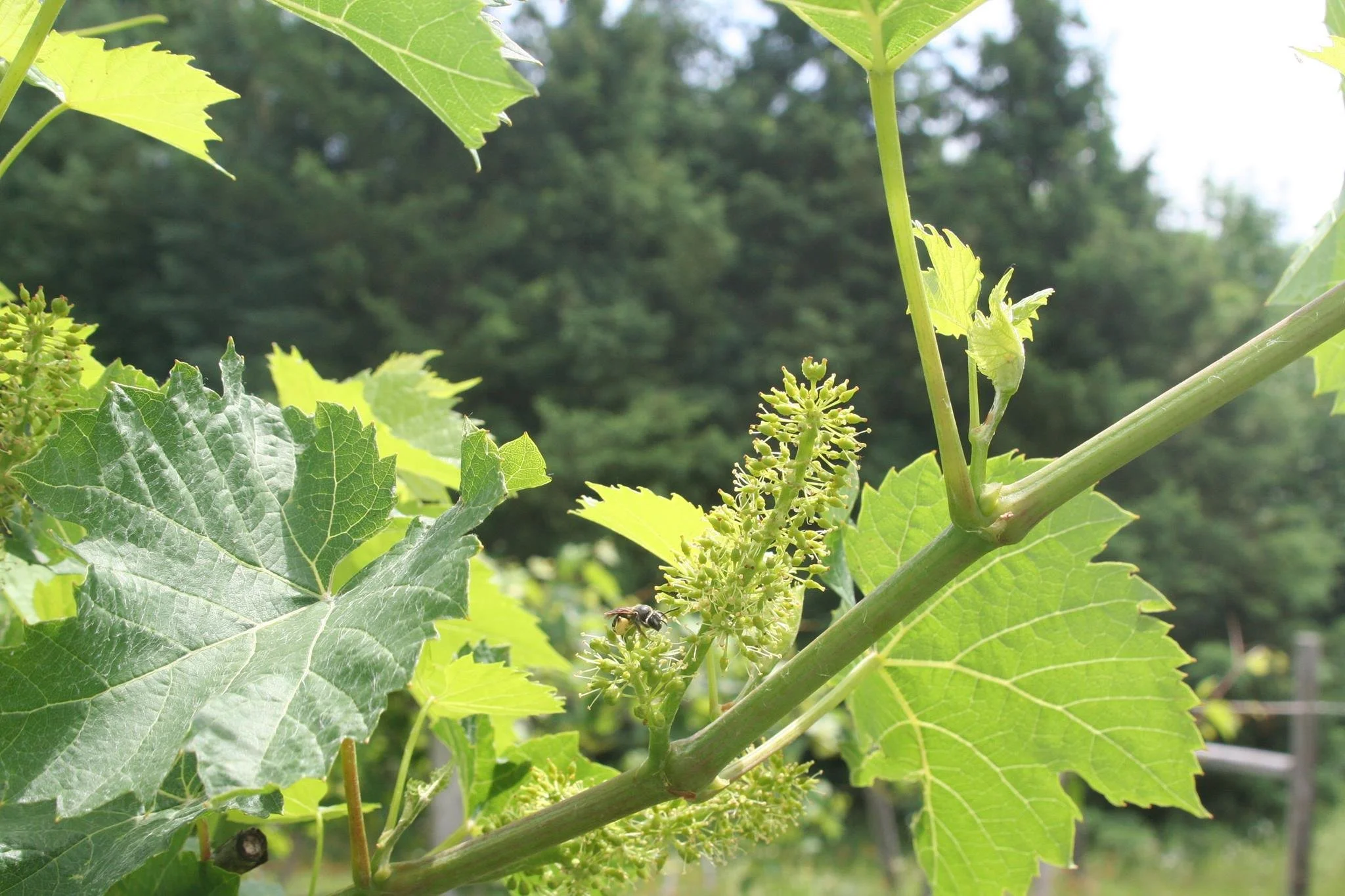 July pollinating the grapes.jpg