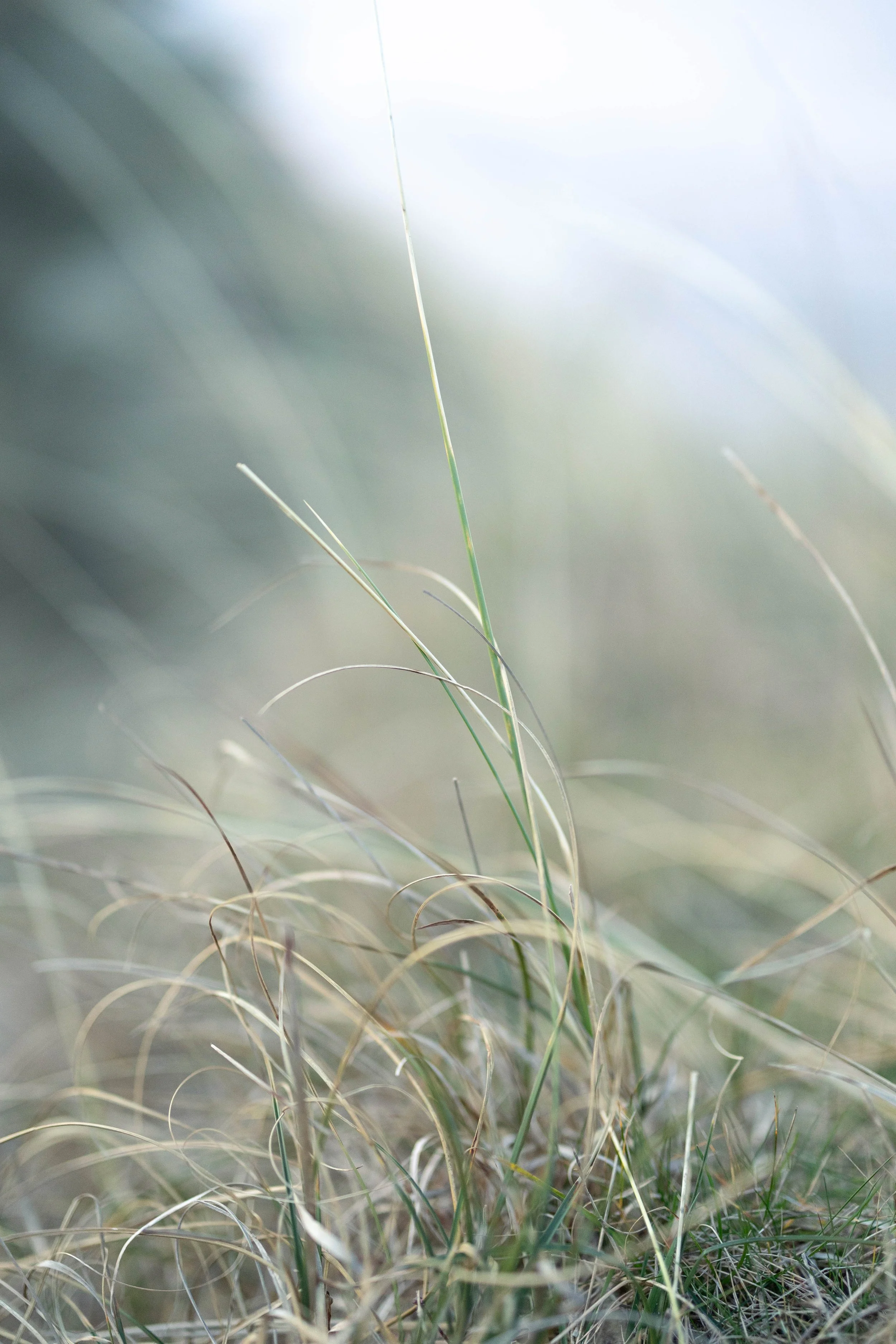 Close-up of dry grass and green blades at sunlight