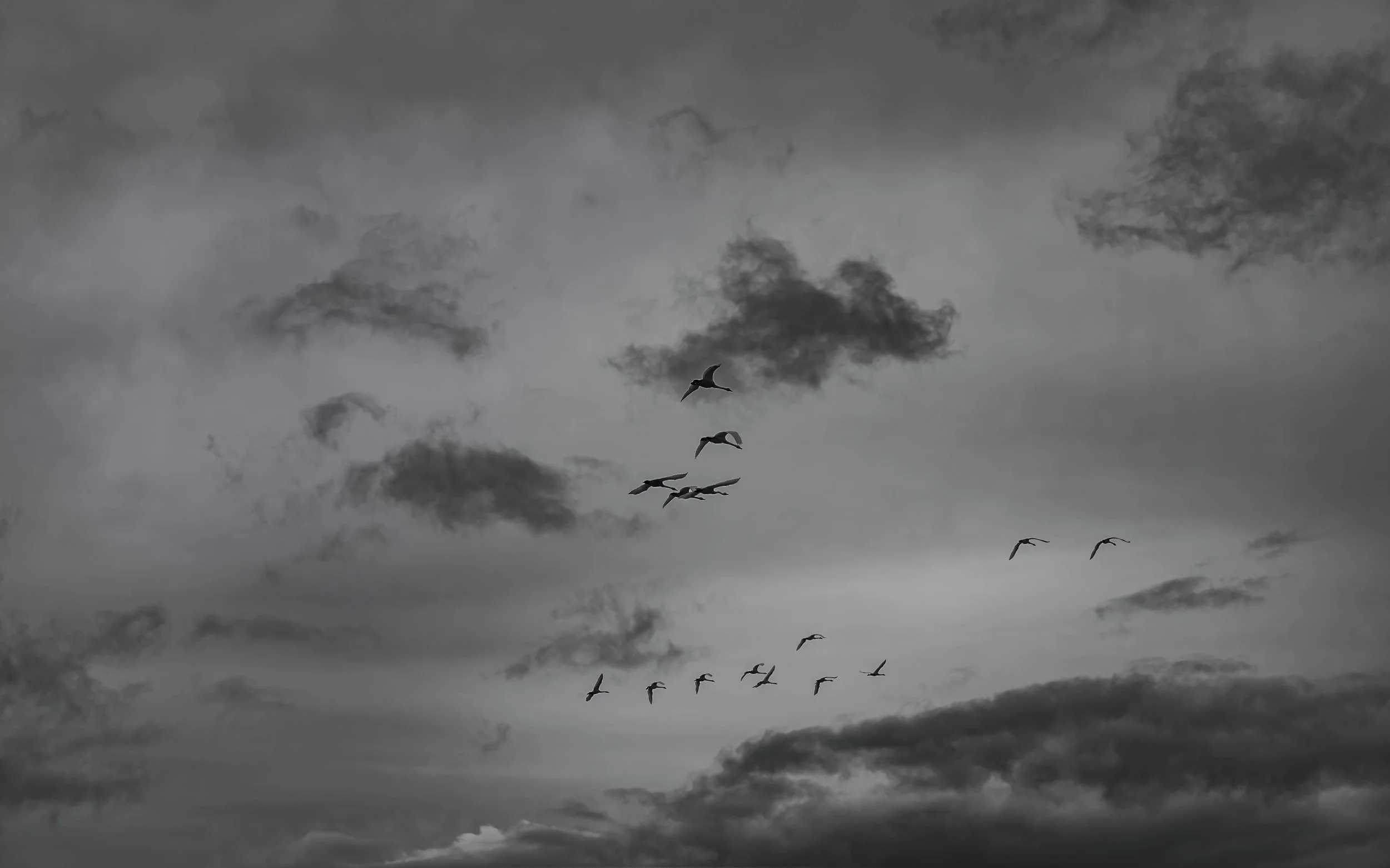 Black and white photo of birds flying in a cloudy sky.