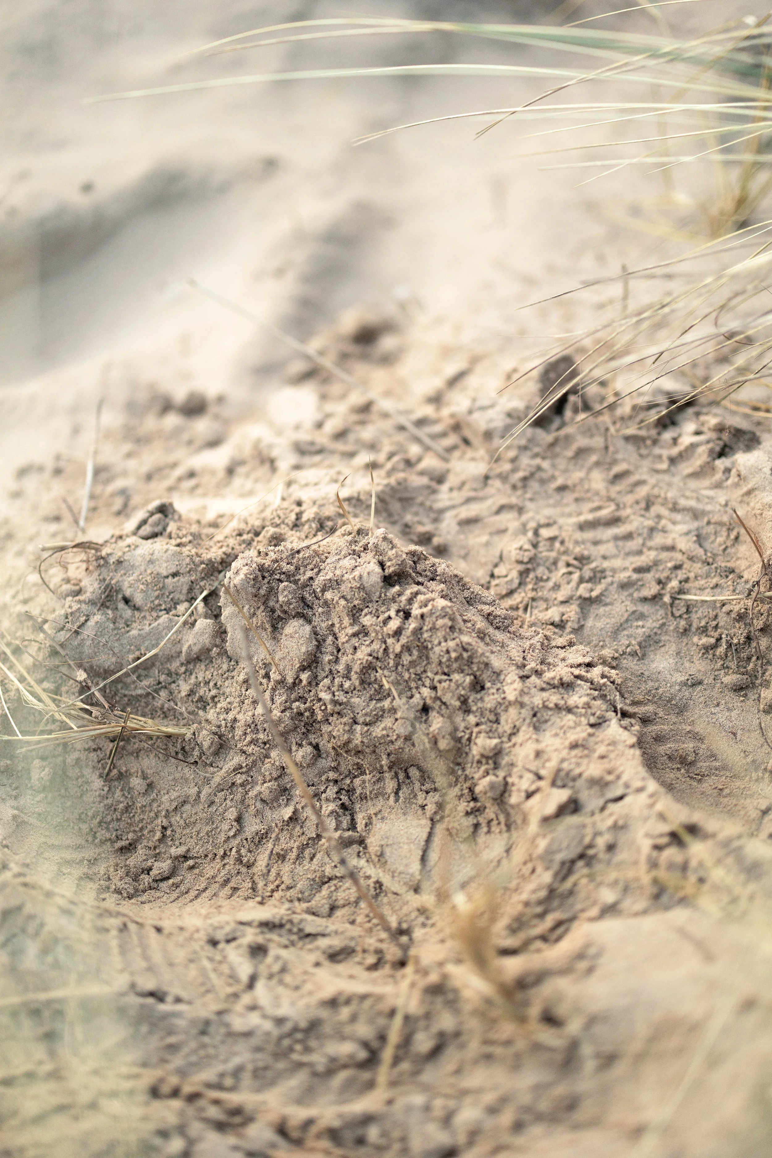 Close-up of a sand dune with animal tracks and sparse dry grass.