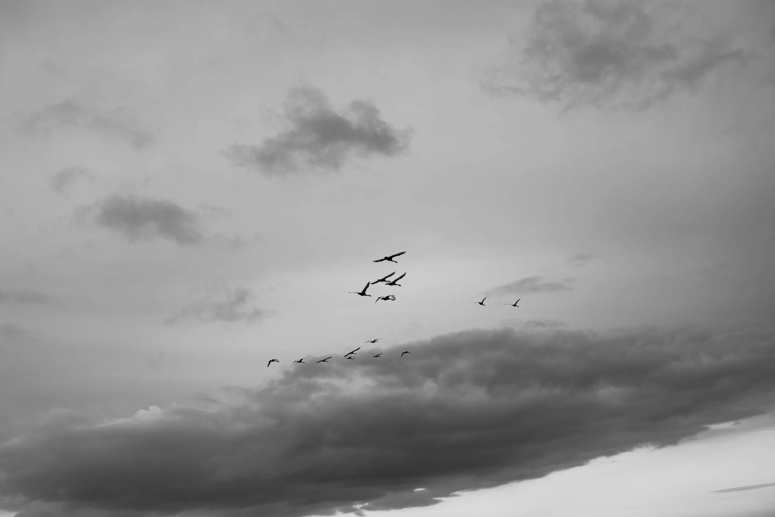 A flock of birds flying in a cloudy sky with dark and light clouds.