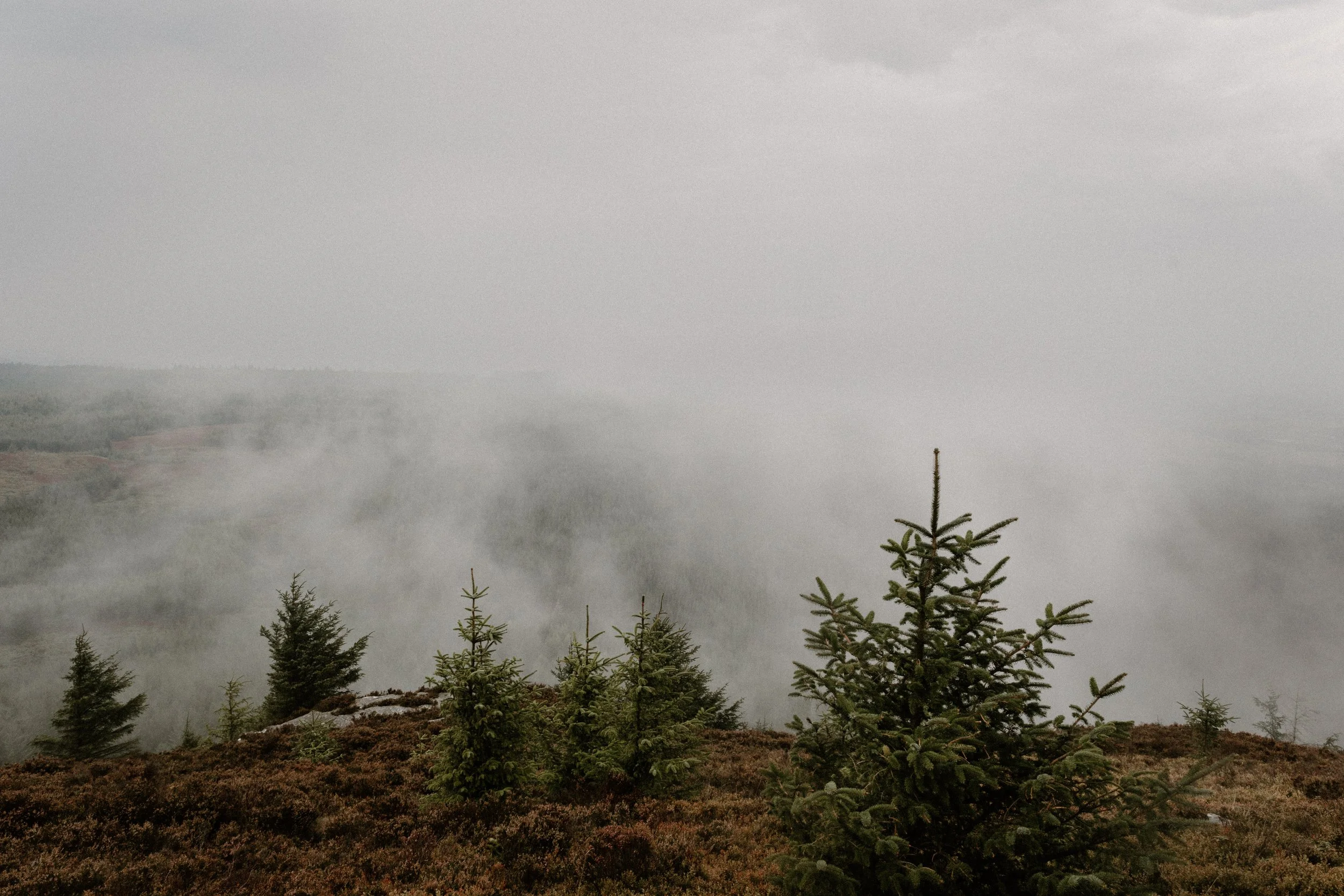 A foggy landscape with small evergreen trees on a hillside, and a thick layer of fog covering the background and distant hills.