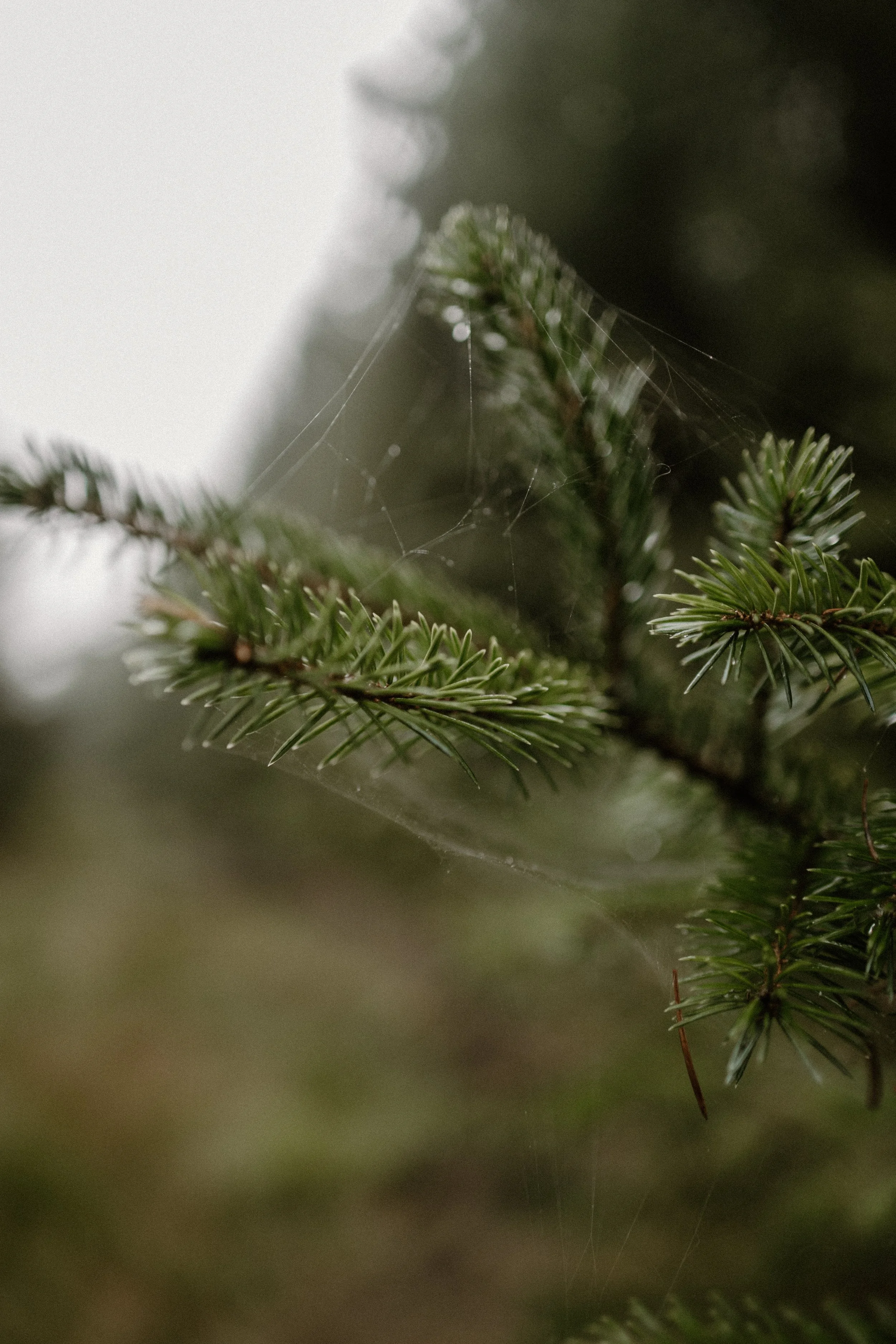 Close-up of a pine tree branch with a spider web caught on the needles, blurred background.