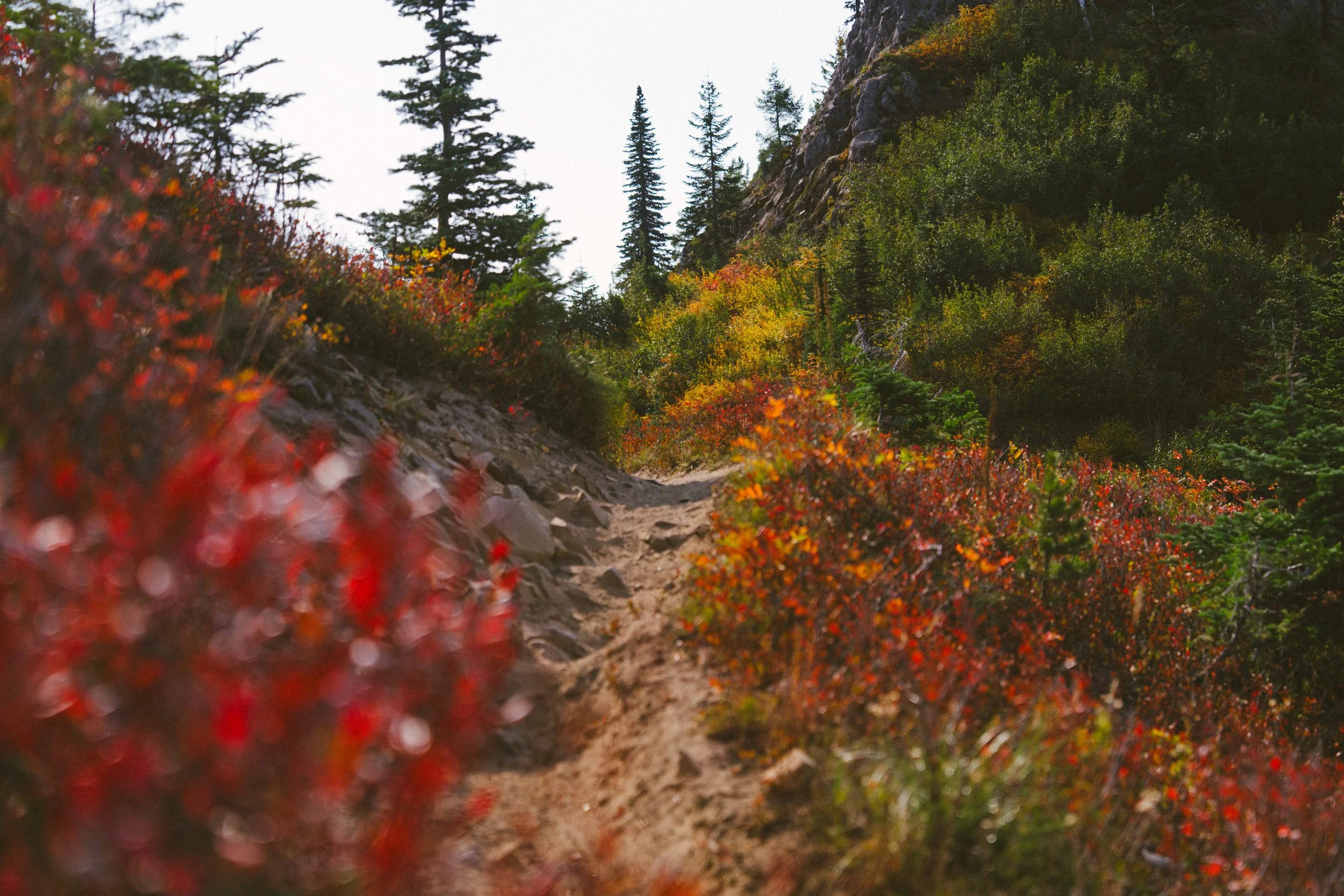 Coastal_Juniper_8.jpg