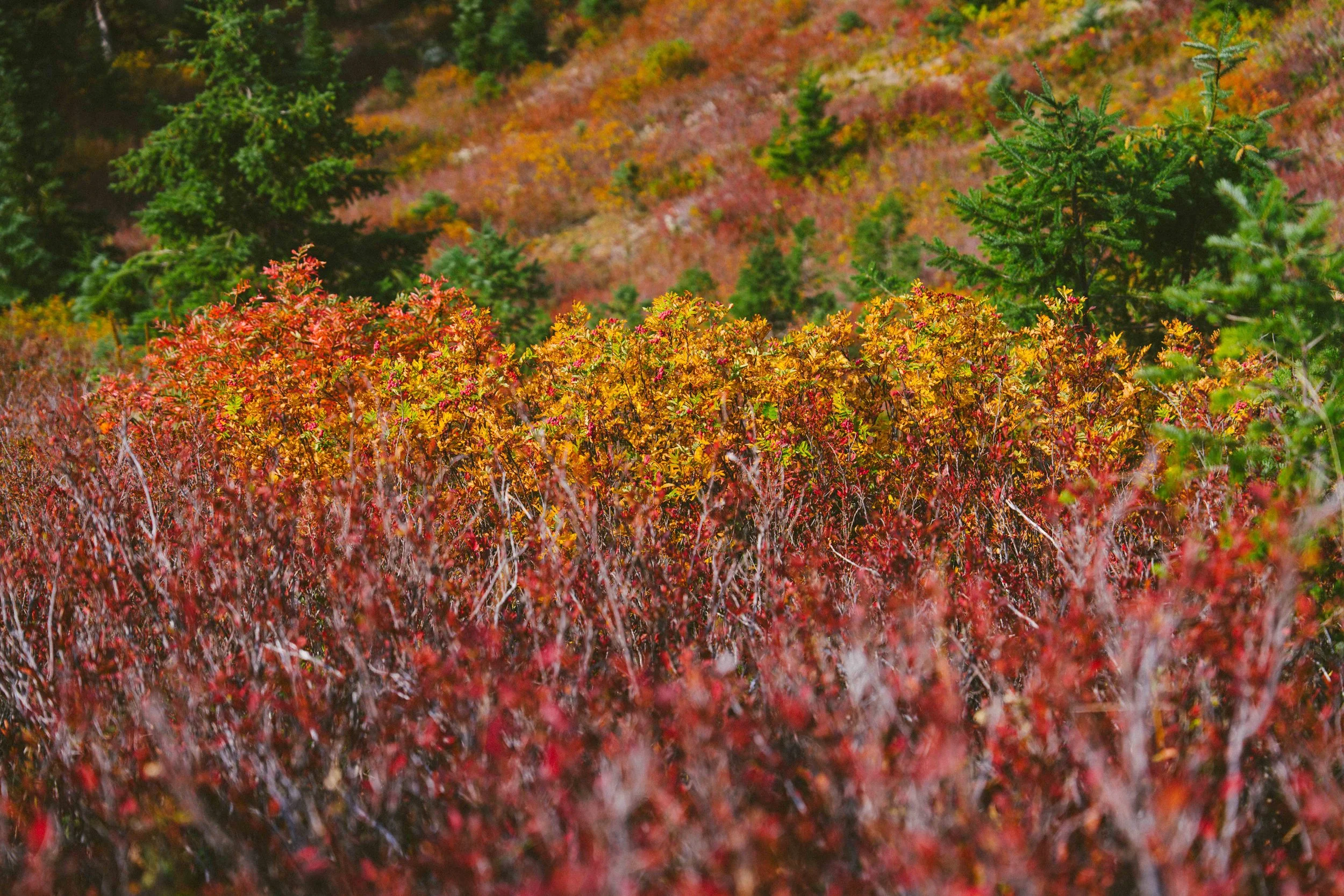 Coastal_Juniper_9.jpg