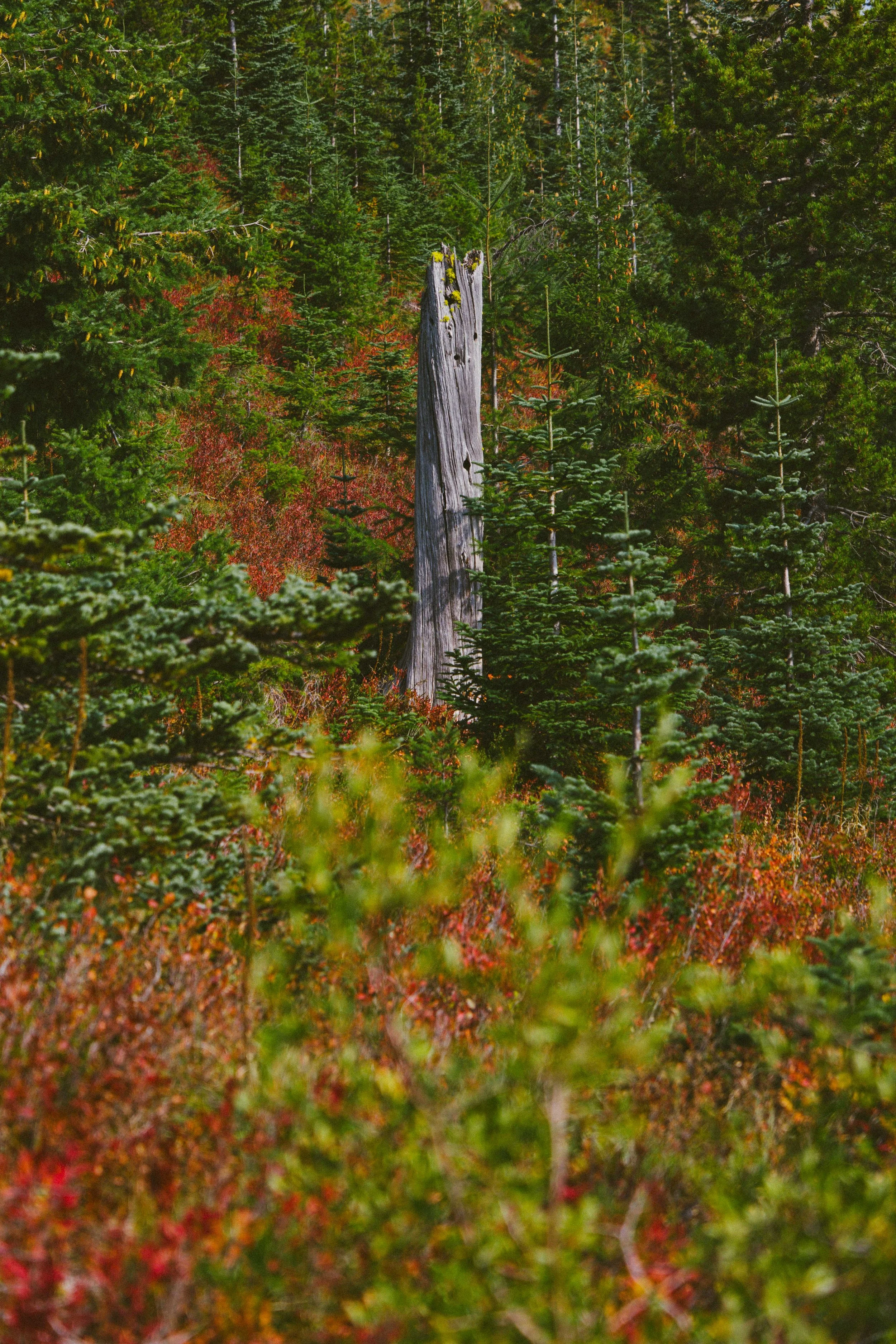 Coastal_Juniper_15.jpg