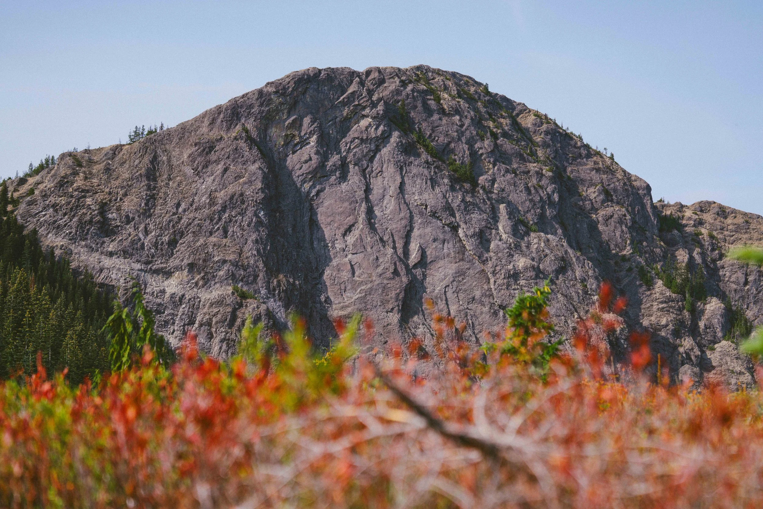 Coastal_Juniper_16.jpg