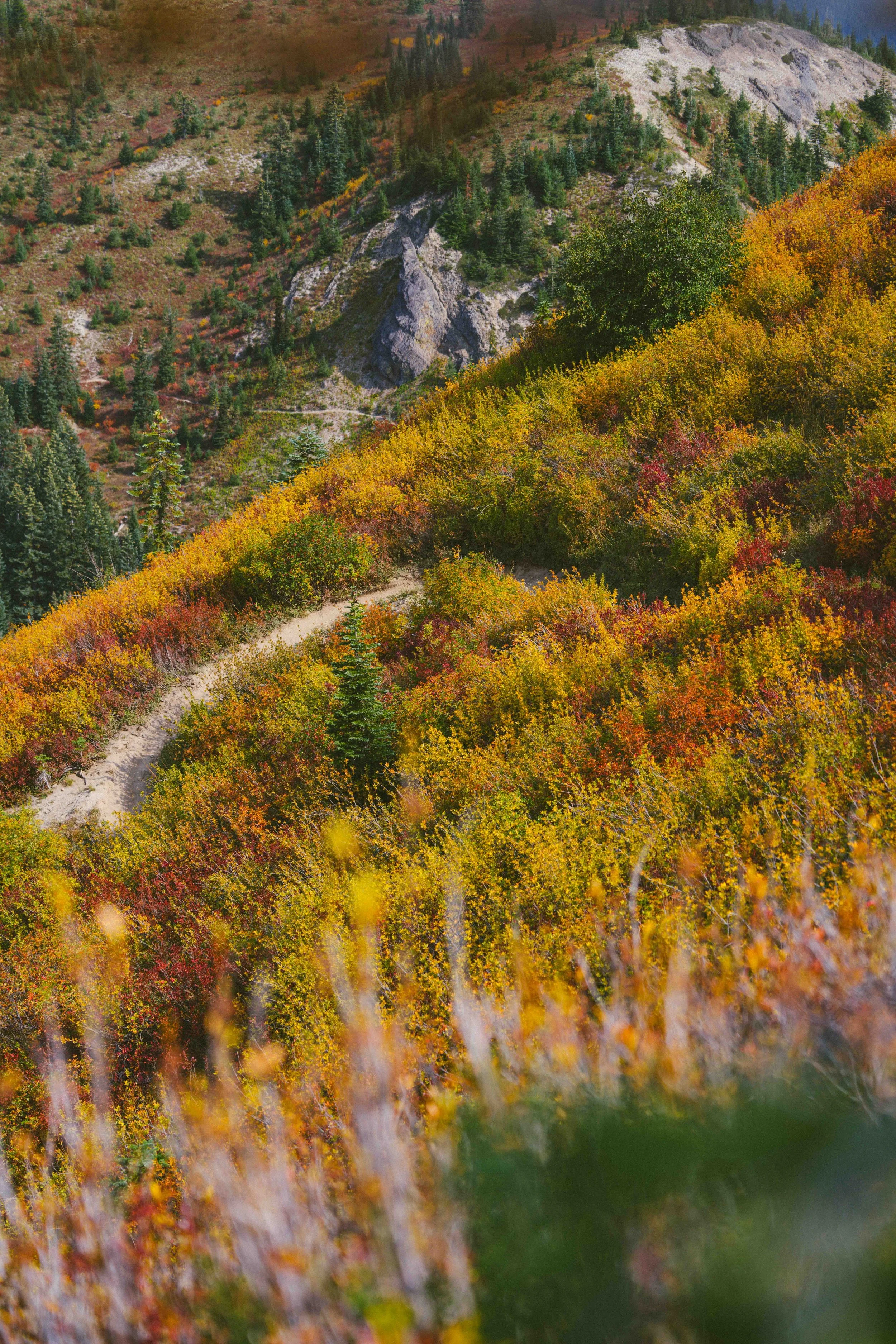 Coastal_Juniper_22.jpg
