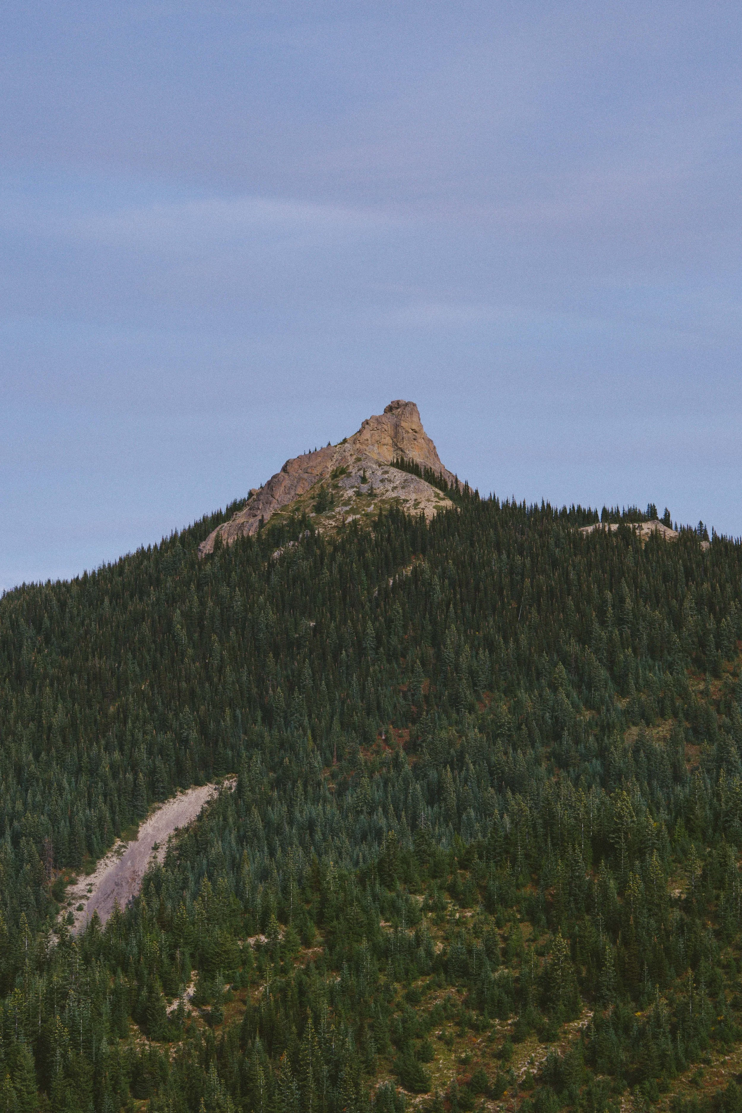 Coastal_Juniper_23.jpg