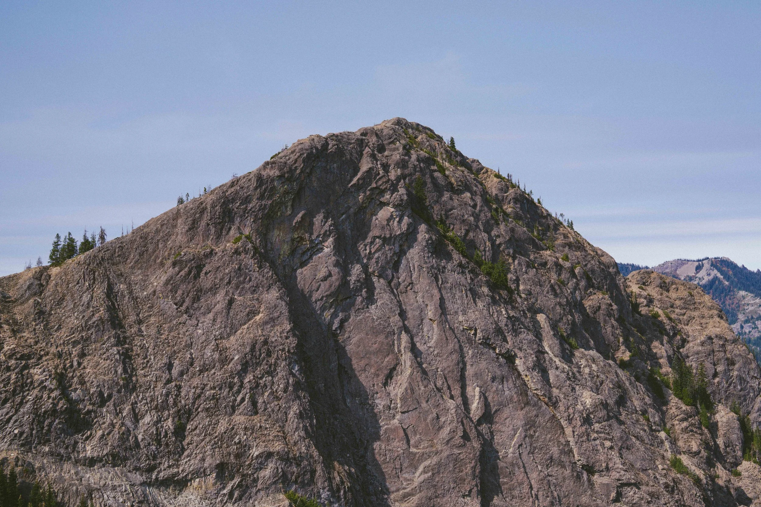 Coastal_Juniper_24.jpg