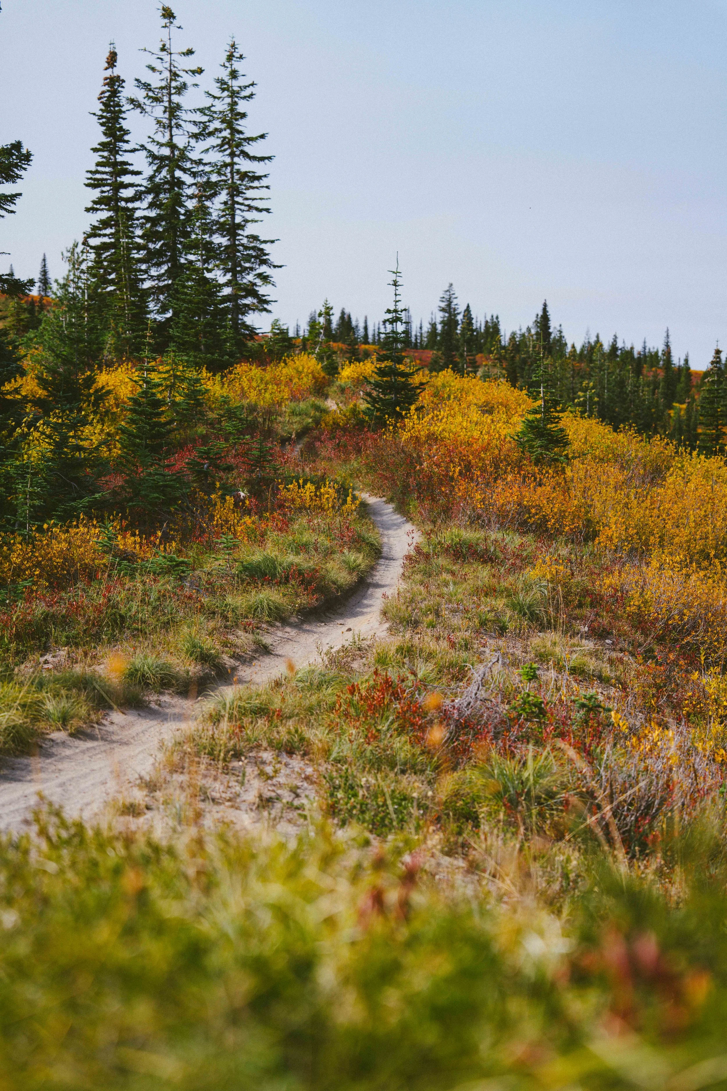 Coastal_Juniper_29.jpg