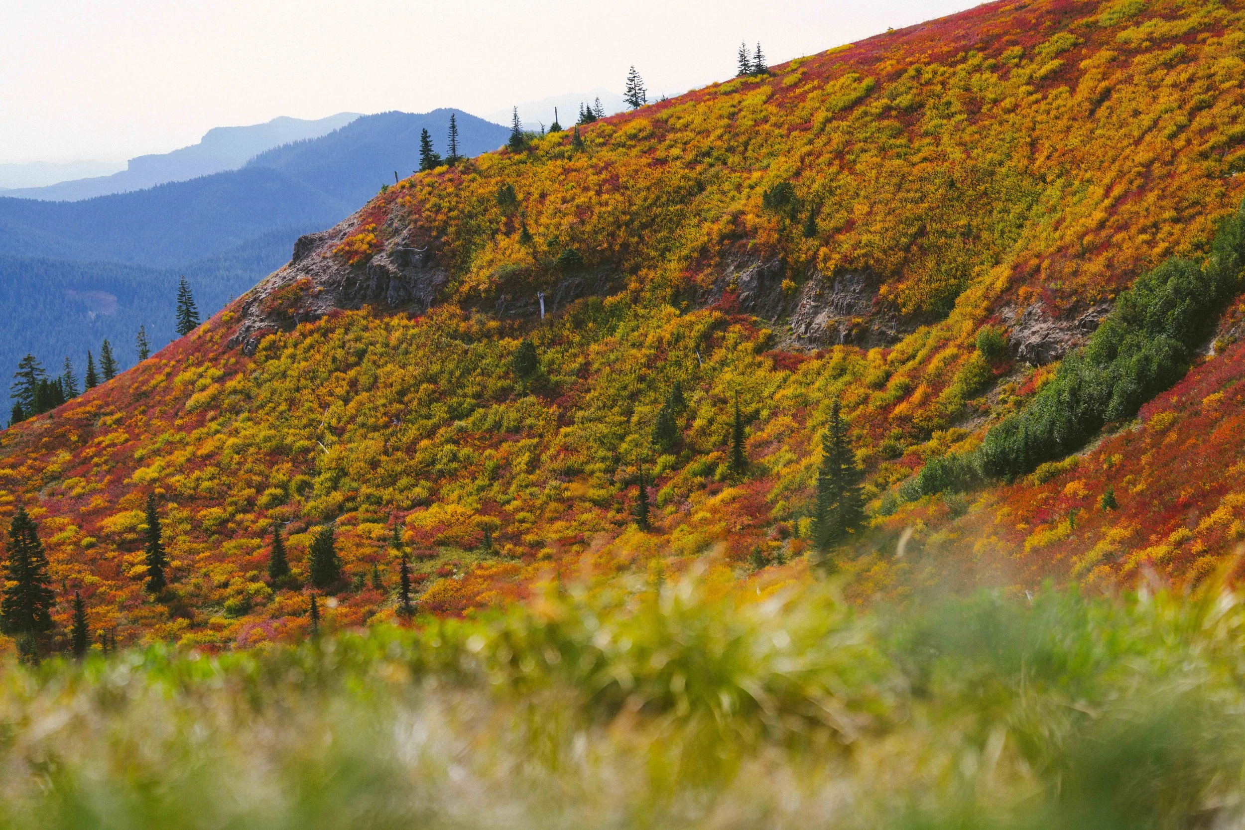 Coastal_Juniper_30.jpg