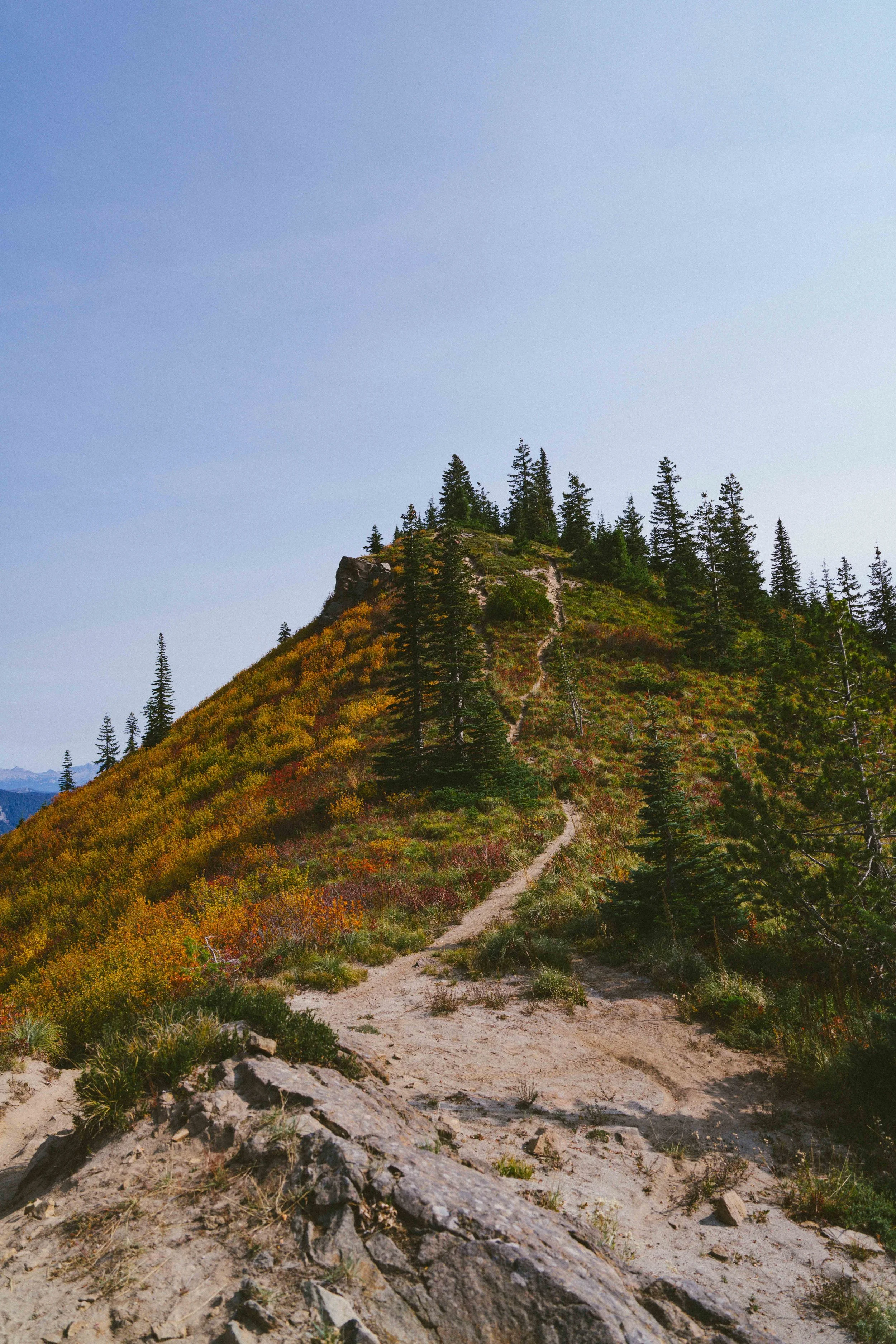 Coastal_Juniper_35.jpg