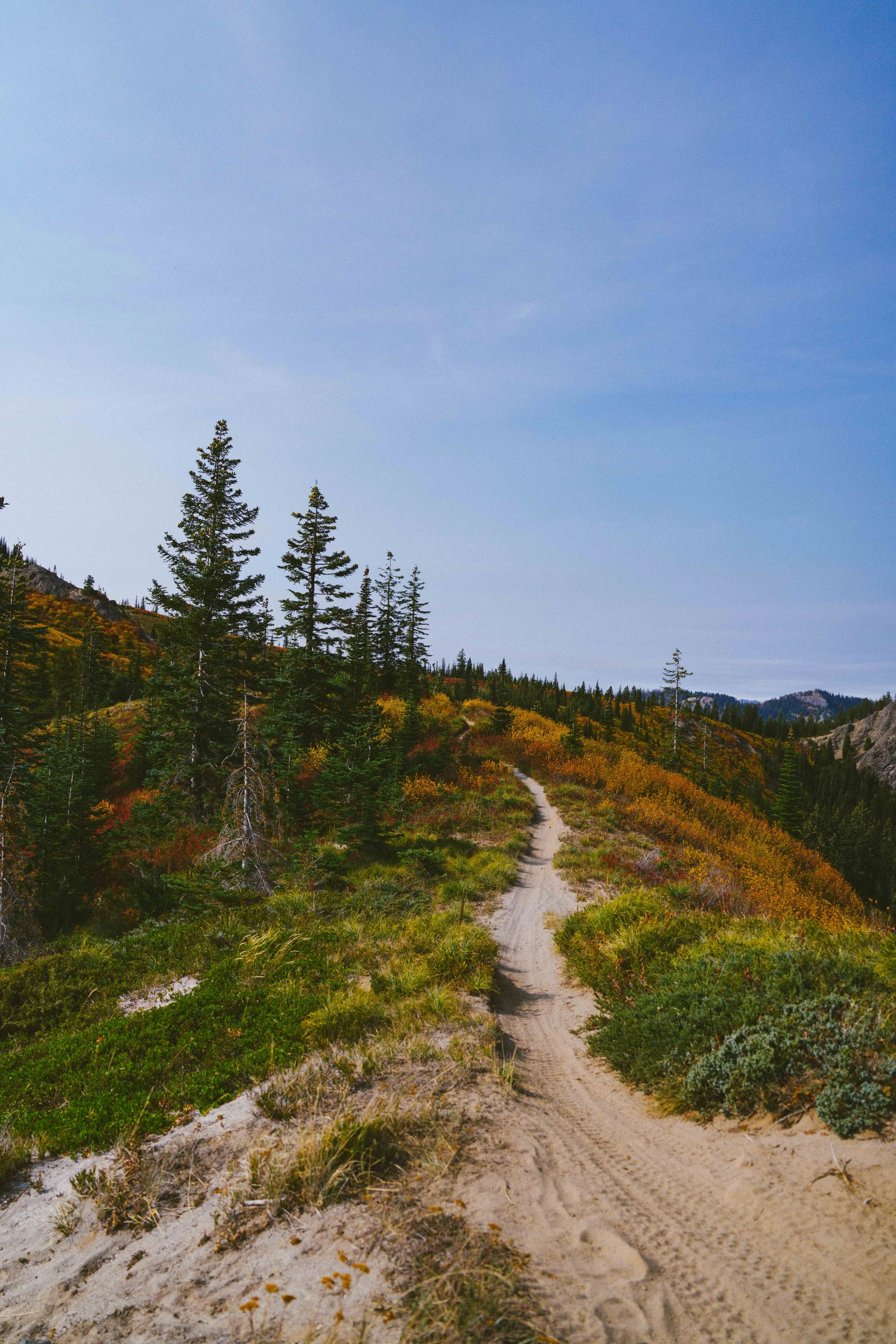 Coastal_Juniper_38.jpg