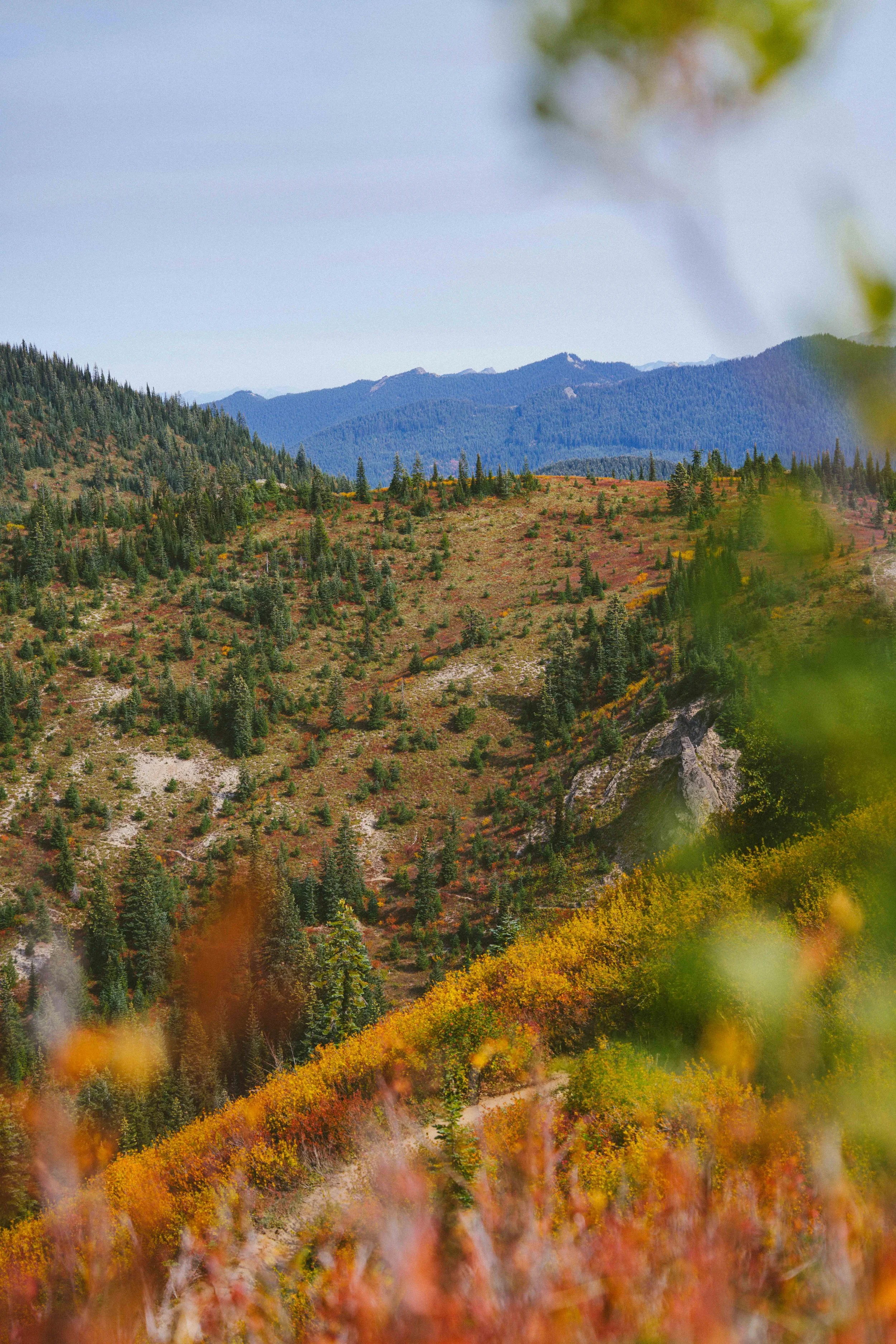Coastal_Juniper_40.jpg