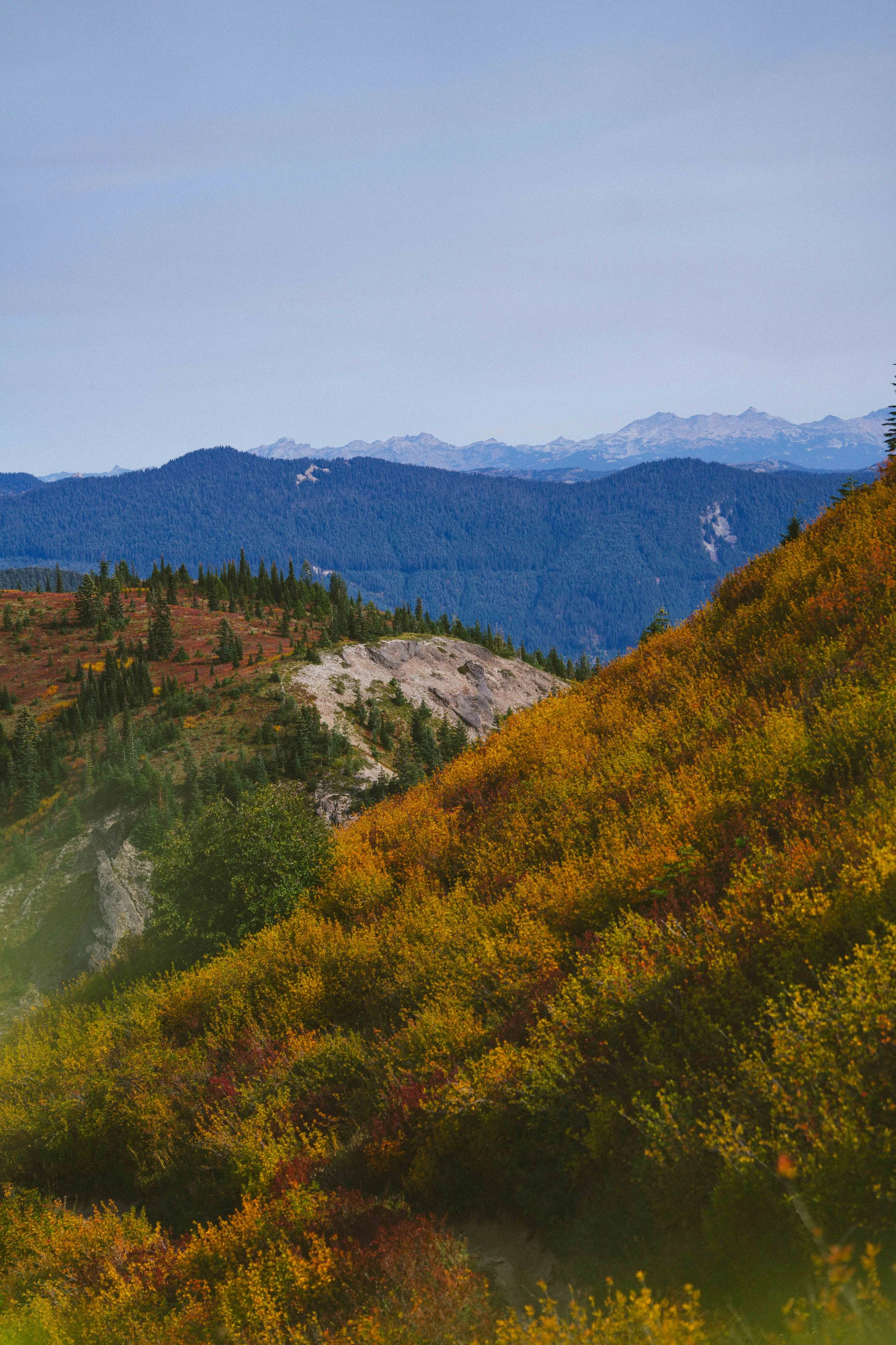Coastal_Juniper_43.jpg