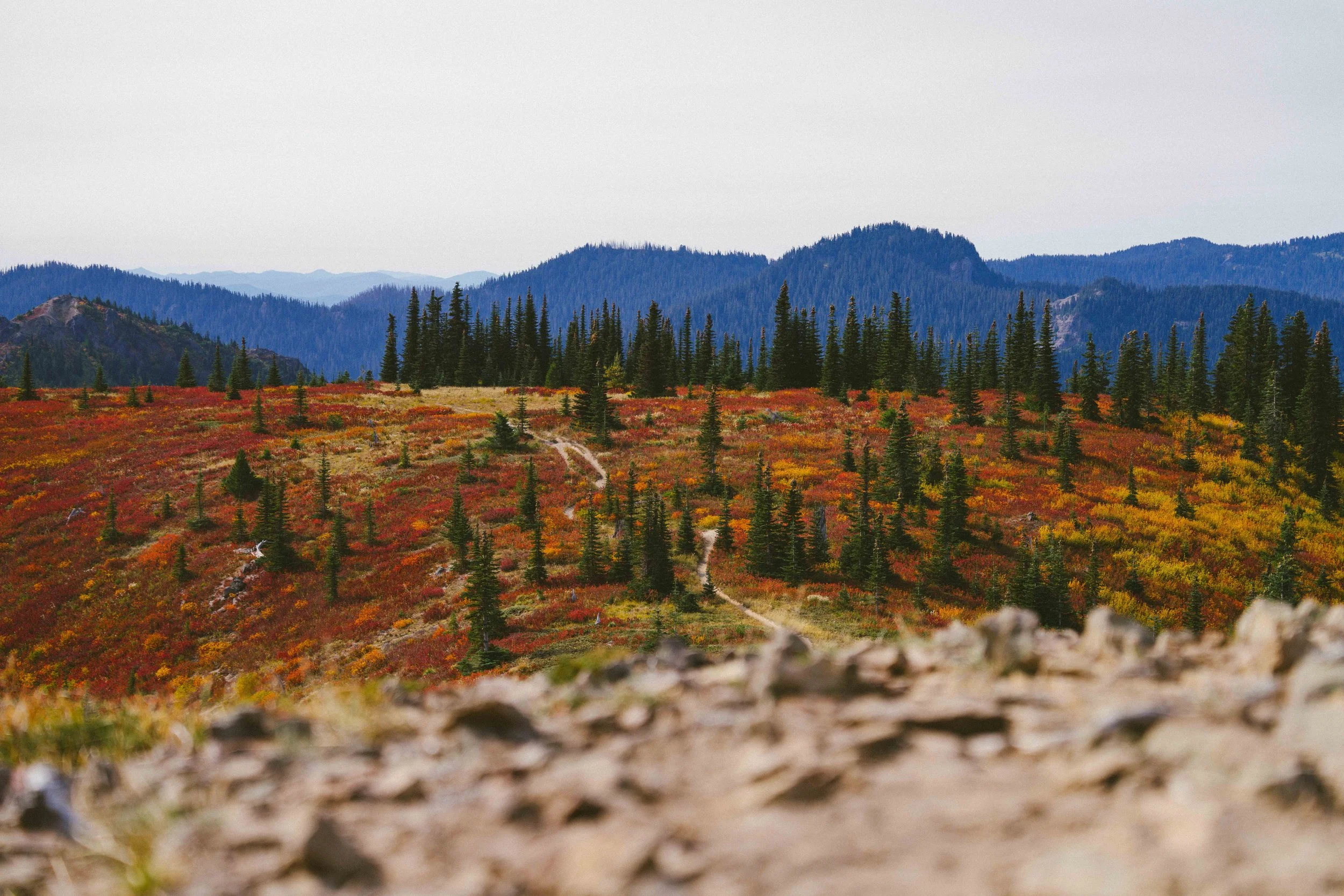 Coastal_Juniper_52.jpg