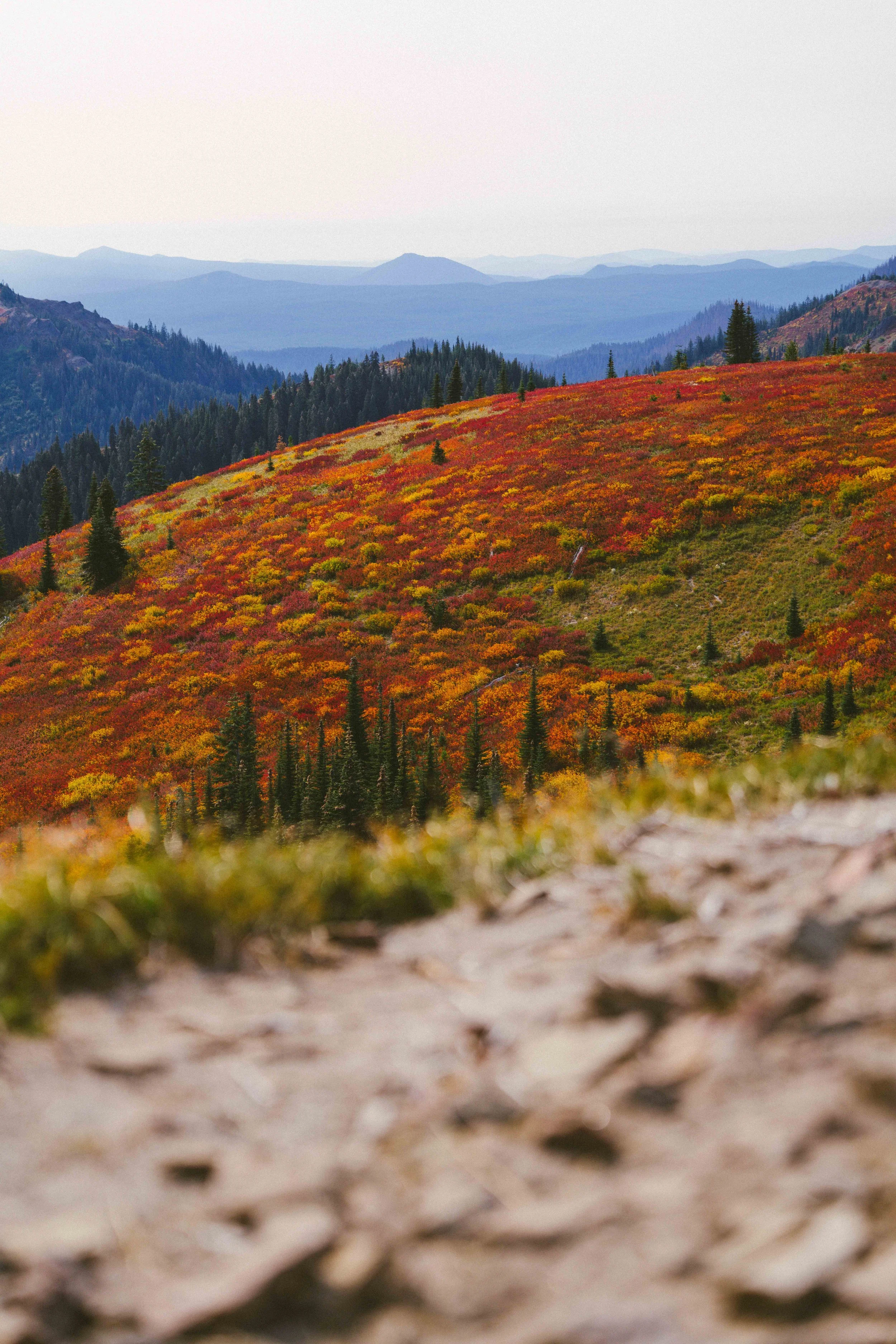 Coastal_Juniper_54.jpg