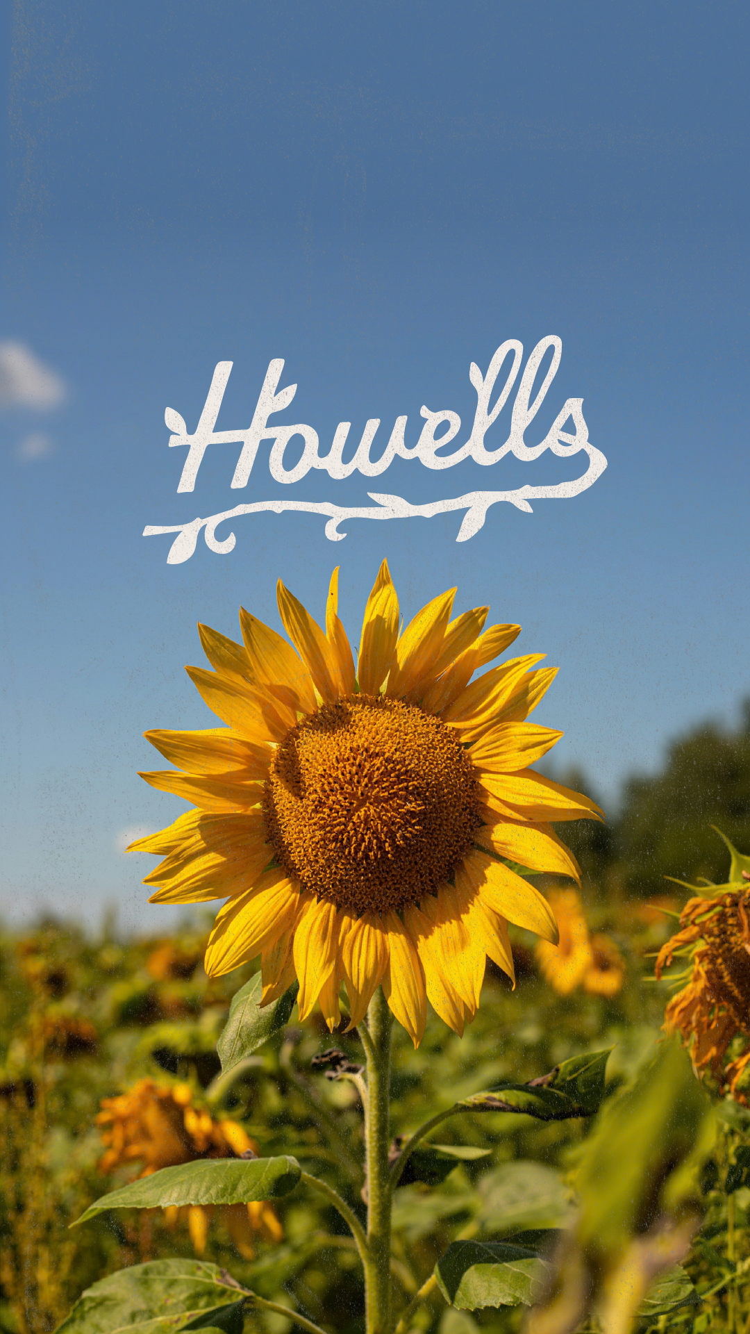 Howells carousel-02.png