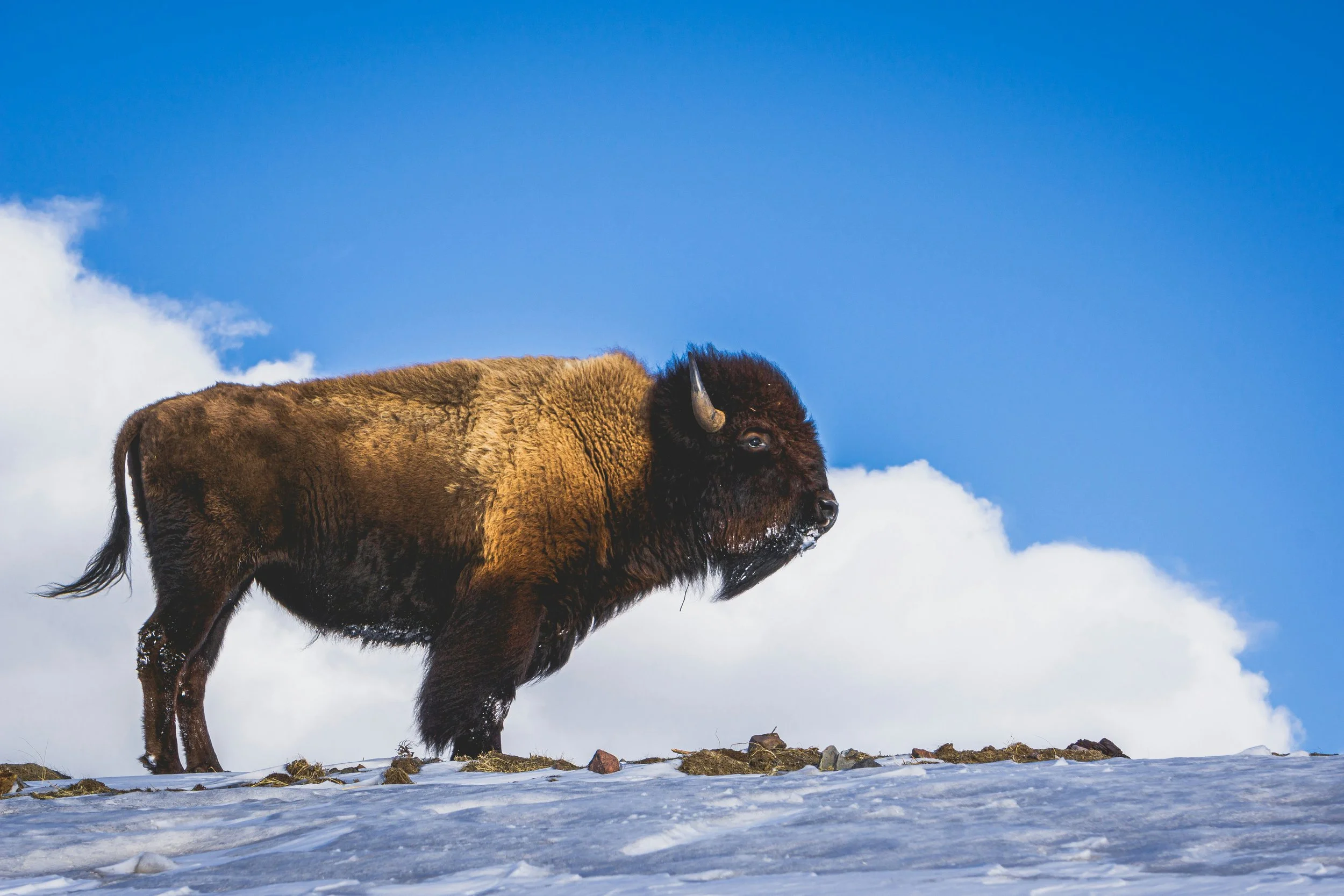 Lamar Valley: Yellowstone's Wildlife Serengeti