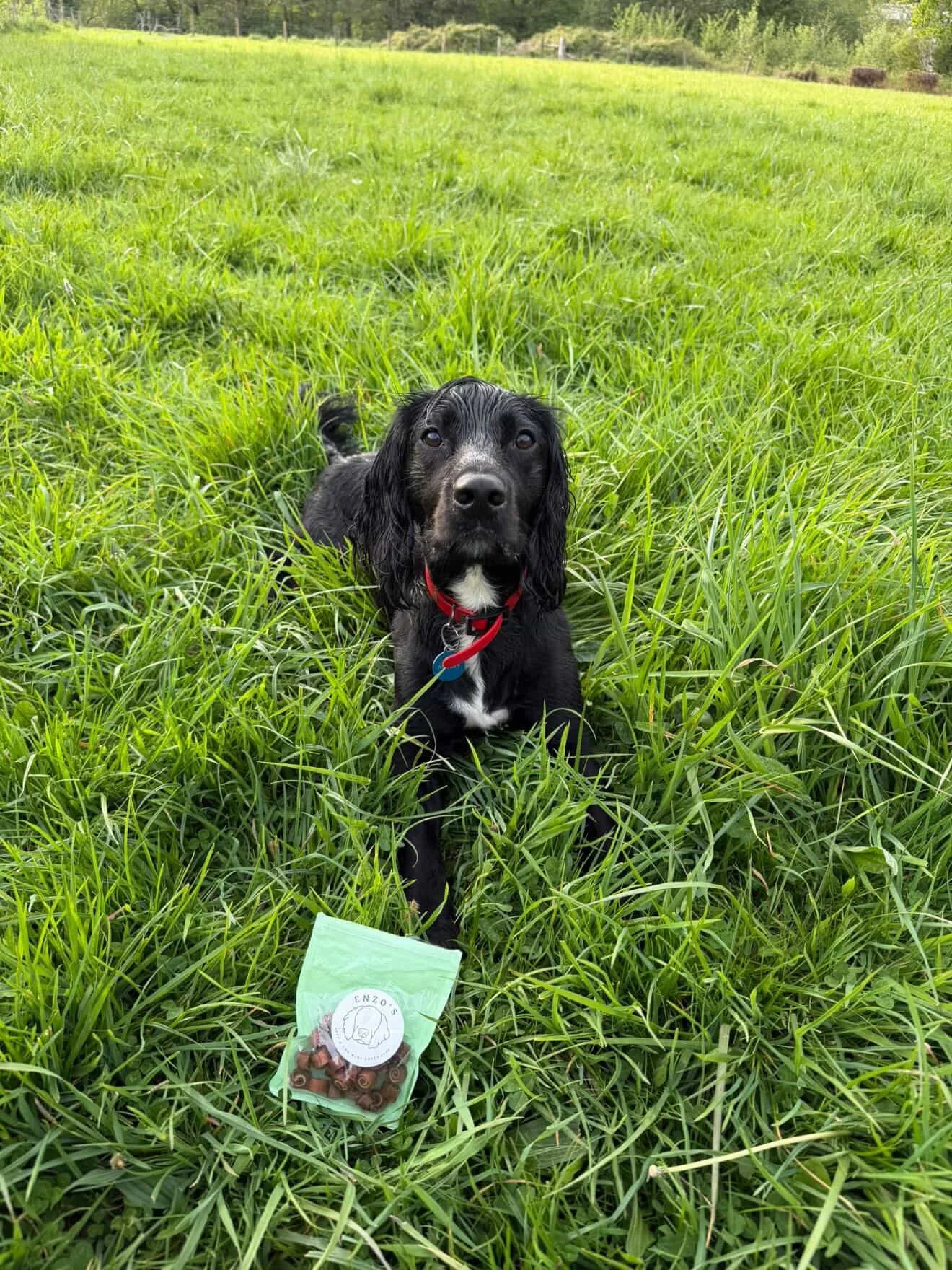 Marley x 