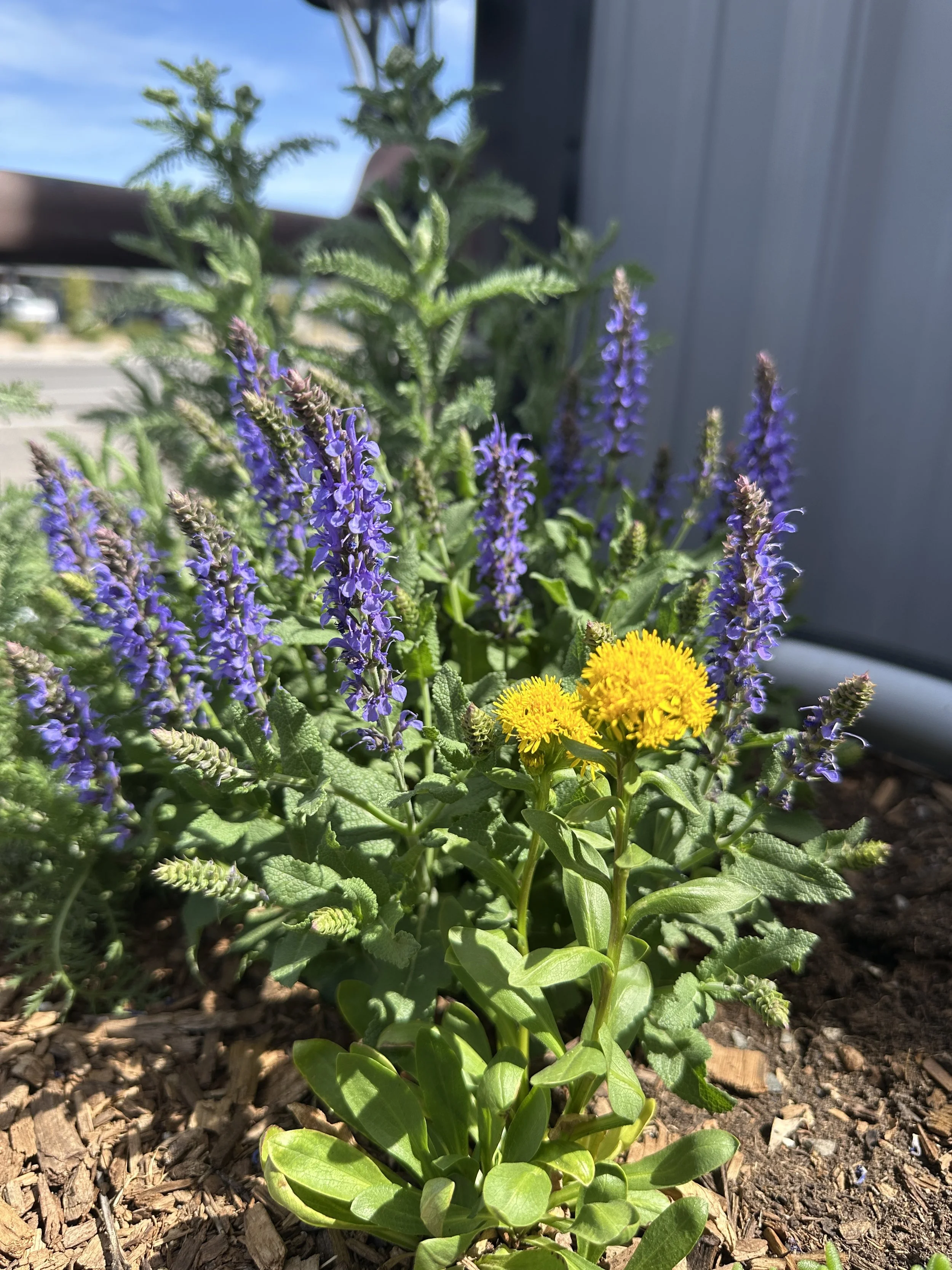 A garden bed with goldenrod and salvia.