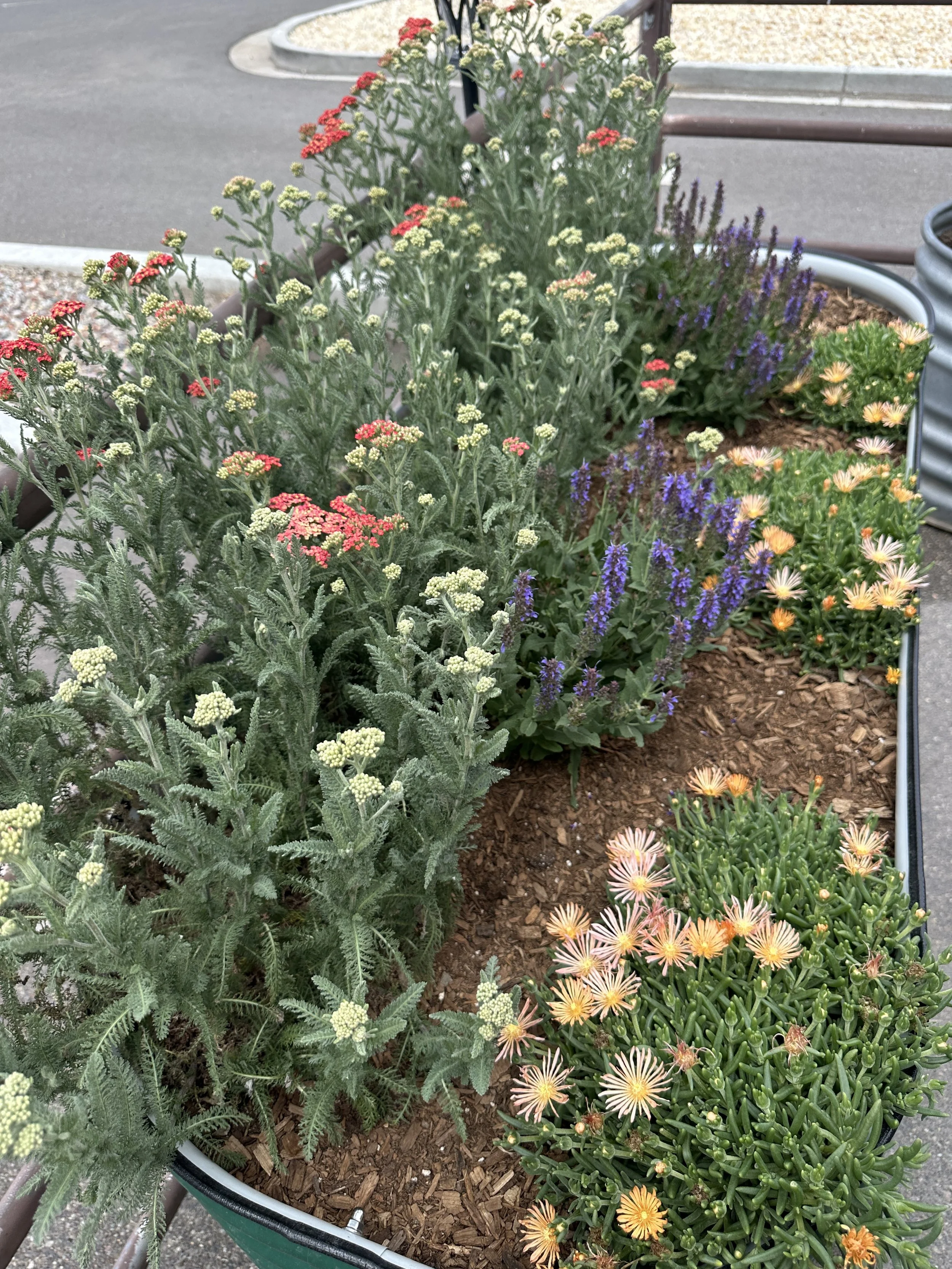 Native plants including yarrow, salvia and succulent.