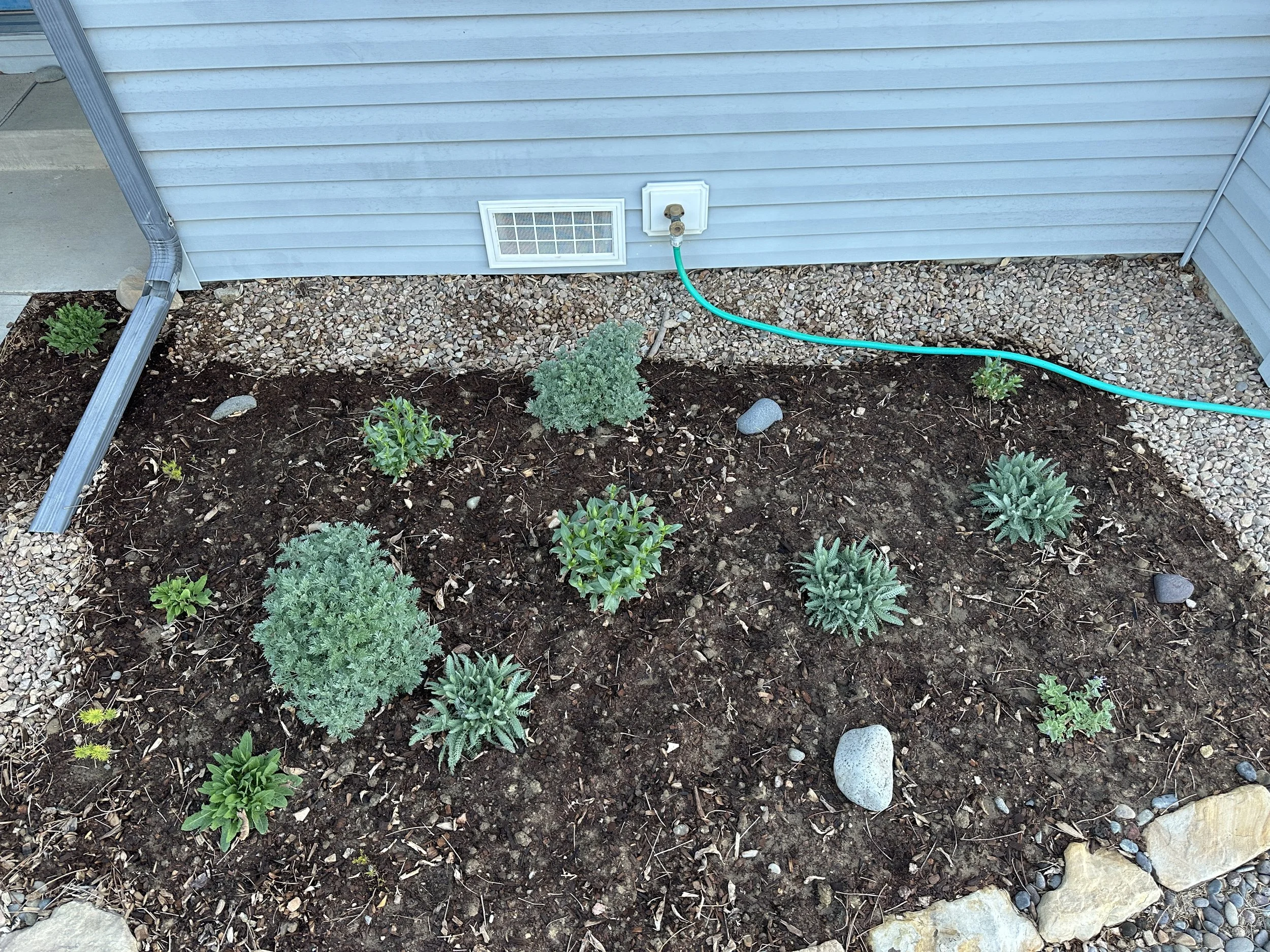 New plants after five months growth.